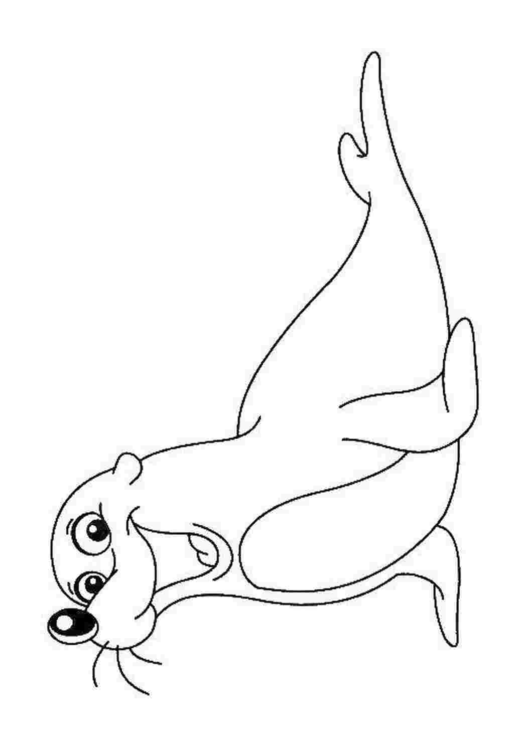 Морской котик раскраска мультяшный