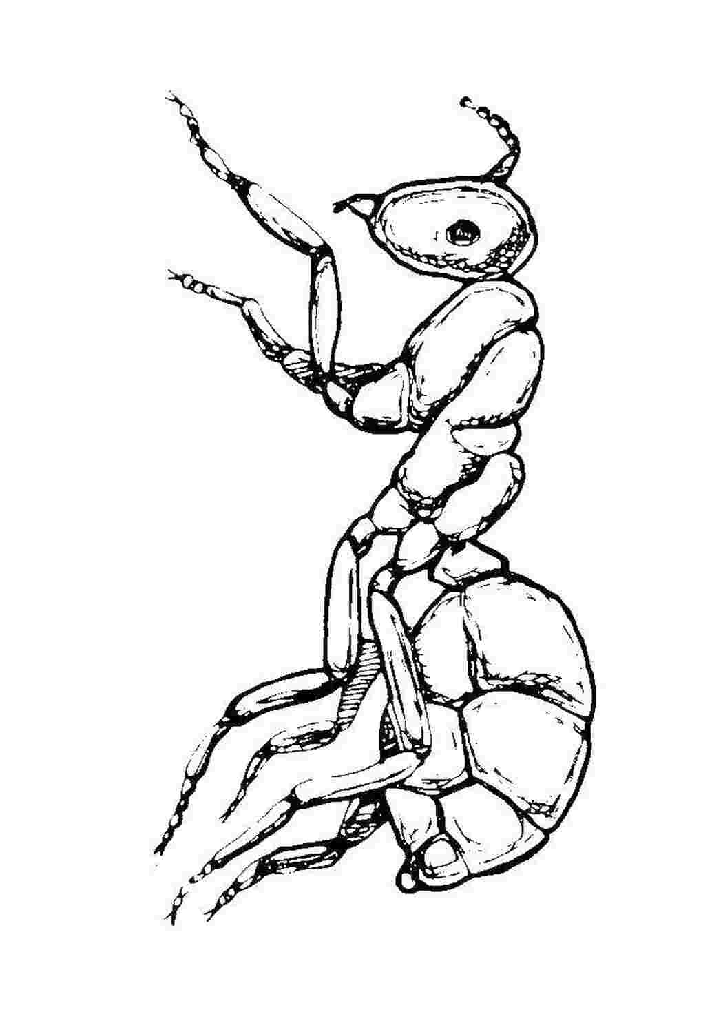 Раскраска Муравей