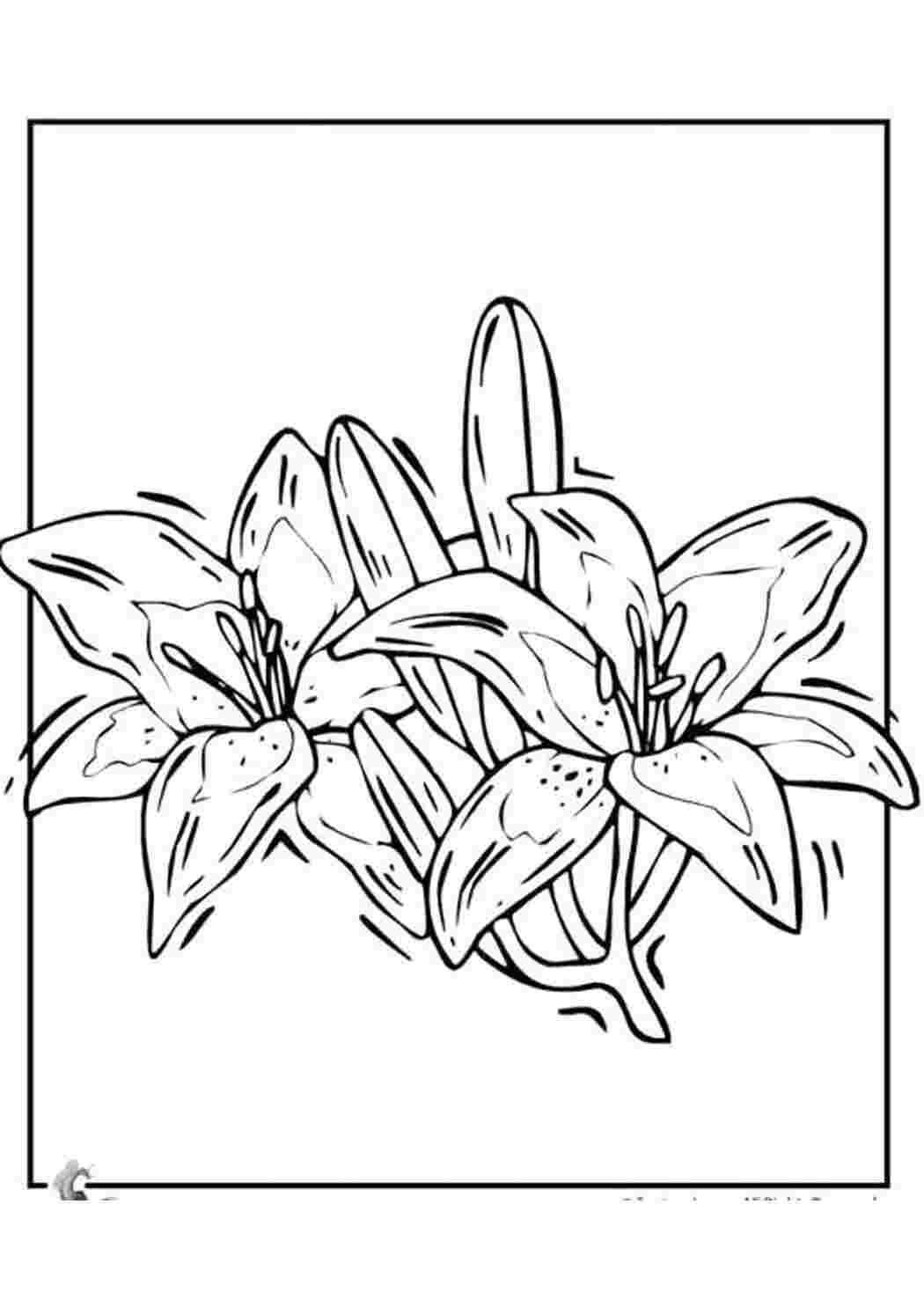 Лилия цветок для раскрашивания