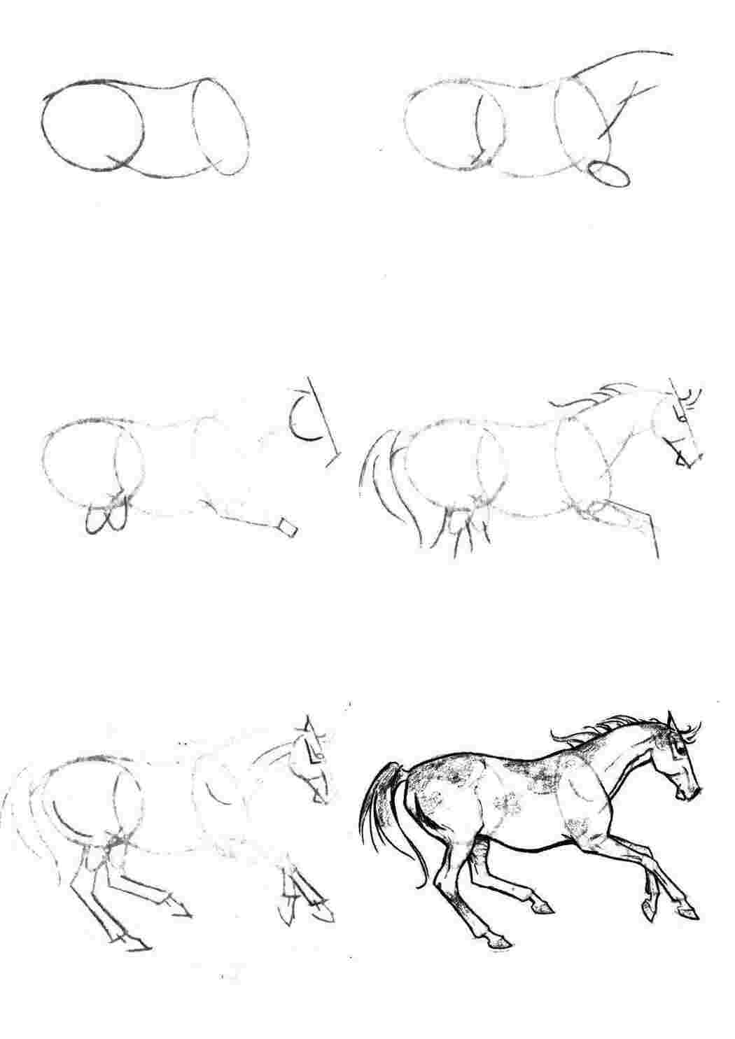 Уроки рисования для начинающих с нуля взрослых. Рисование лошади. Лошадь рисунок карандашом. Поэтапный рисунок коня. Лошадь рисунок поэтапно.