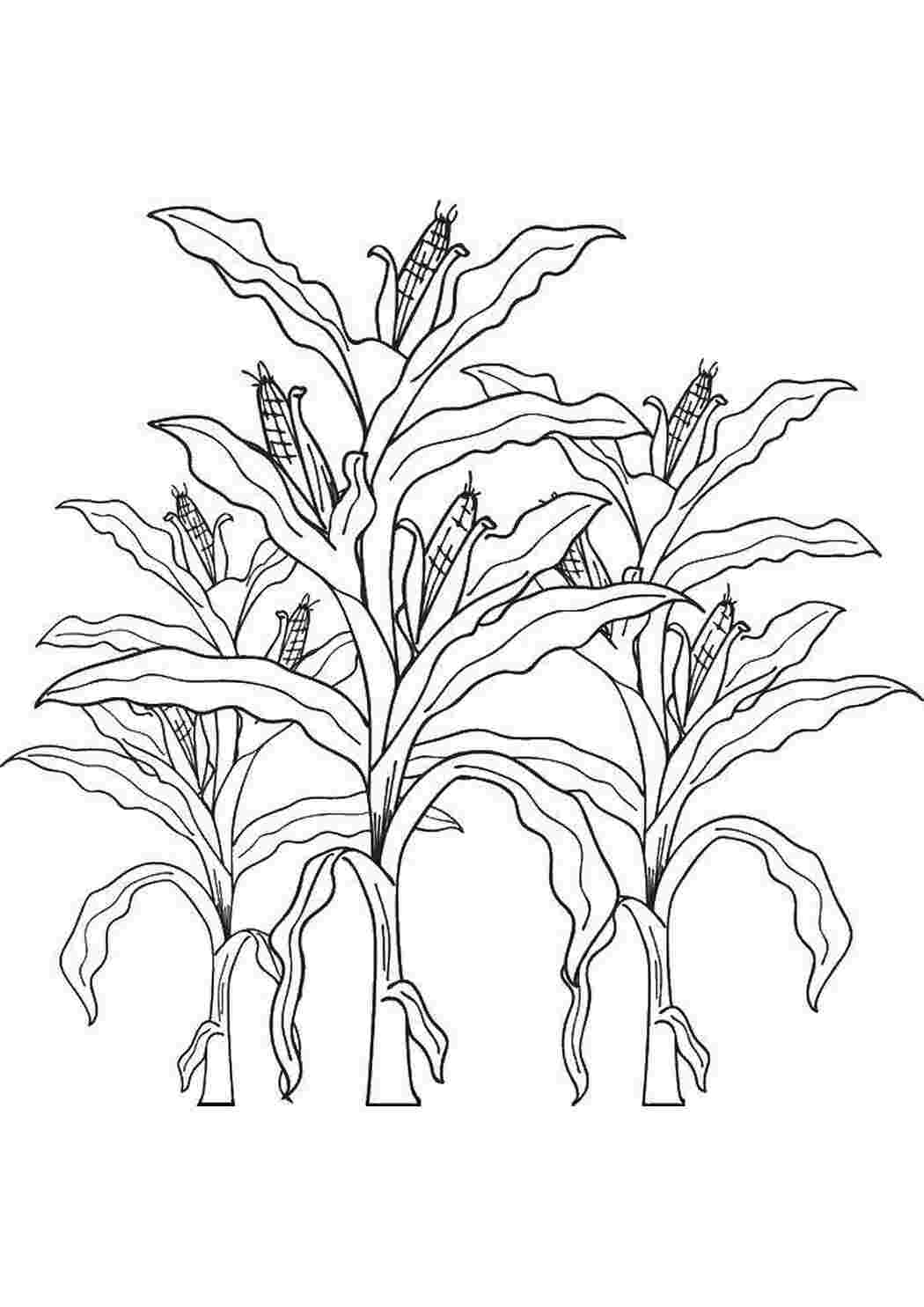 Раскраска Кукуруза