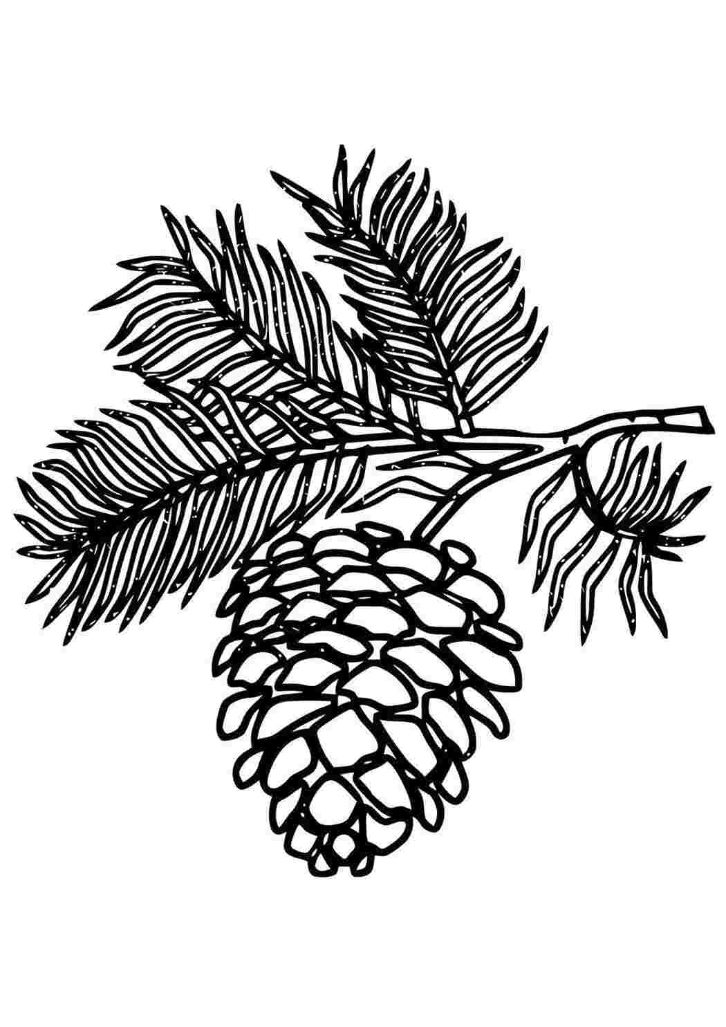 Раскраска Шишка елочная