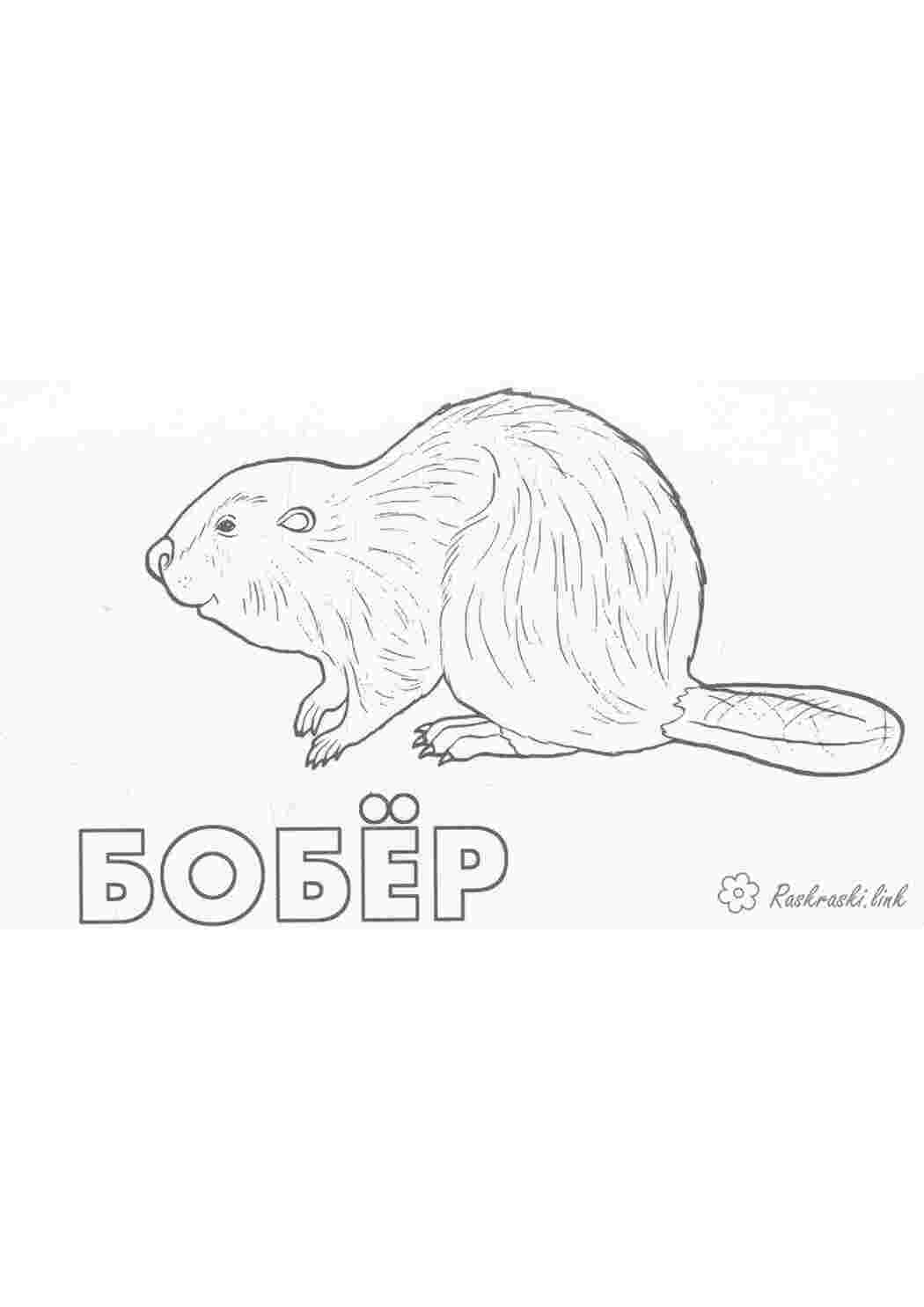 Рисунок бобра