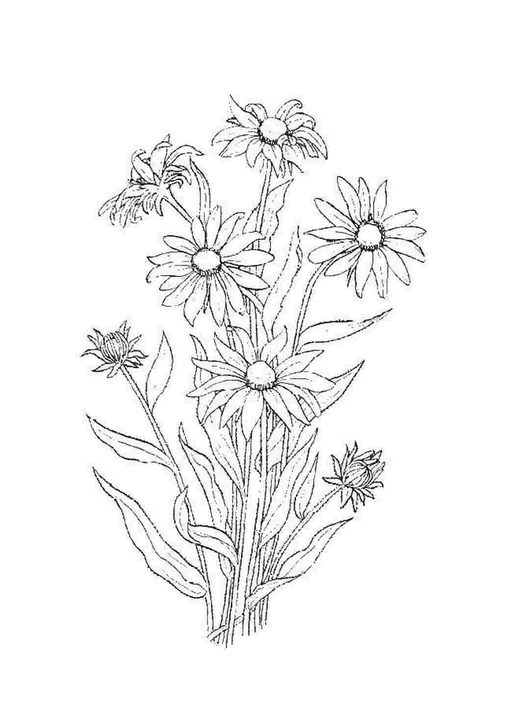 Раскраска Цветы