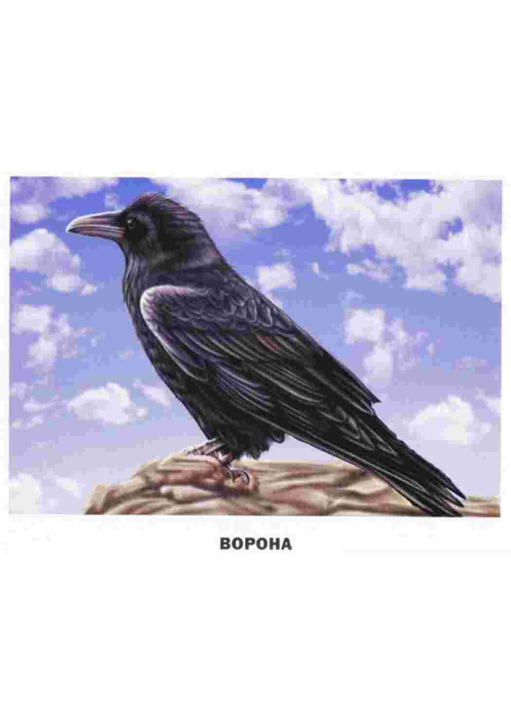 Раскраска карточка диких птиц 