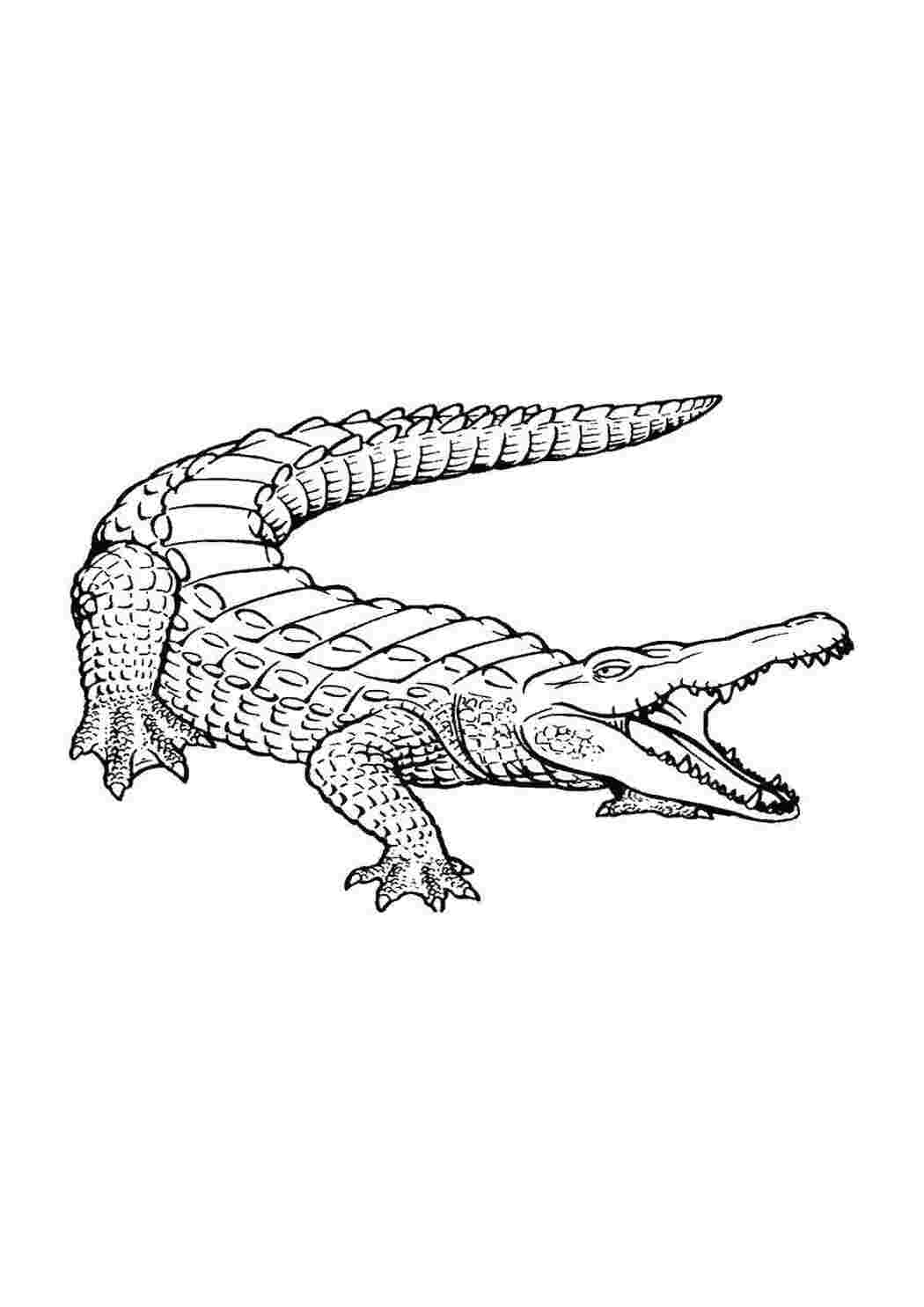 Раскраска Крокодил