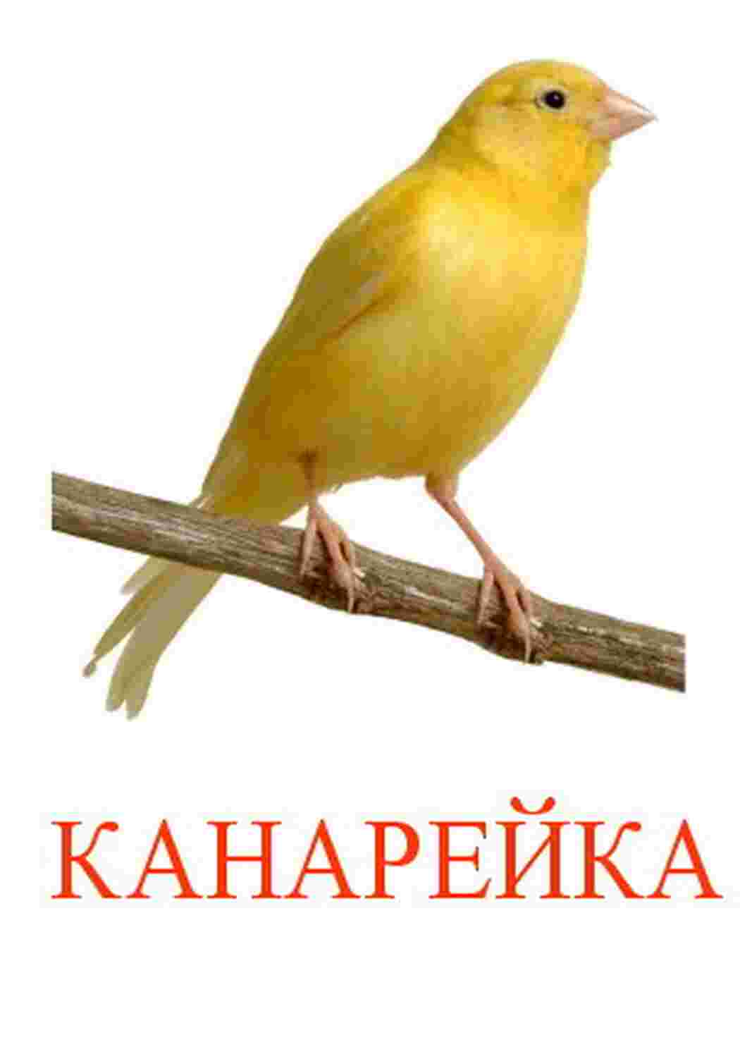 Раскраска карточка диких птиц 