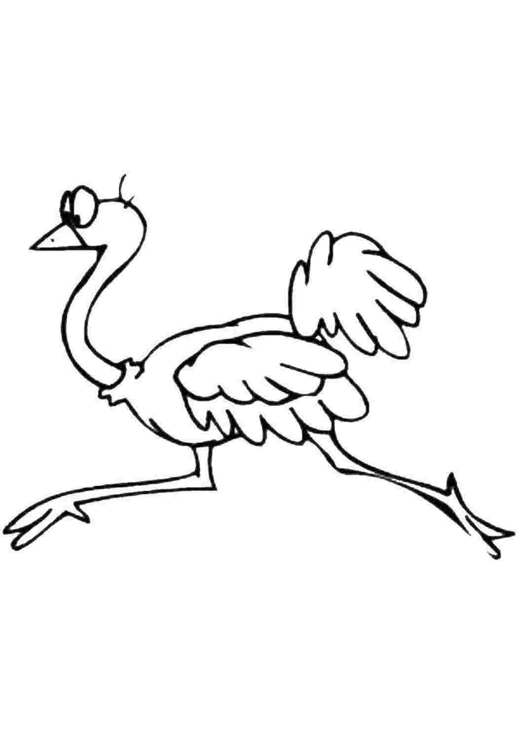 Раскраска Страус