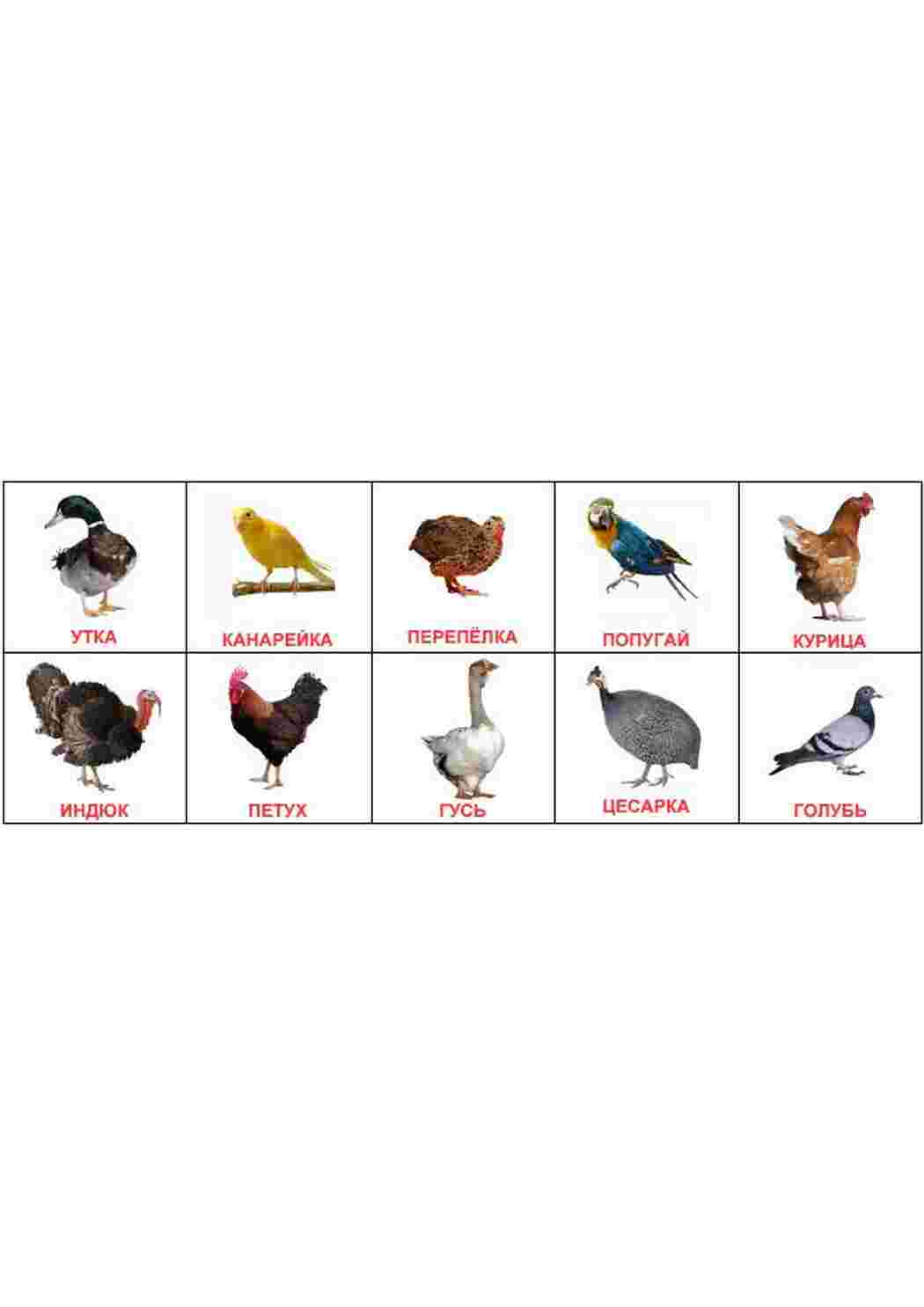 Раскраска карточка диких птиц 