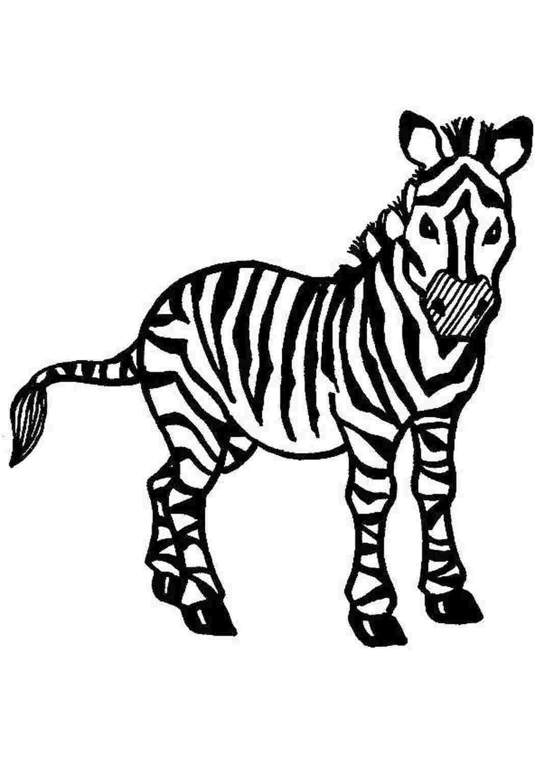 Раскраска Зебра