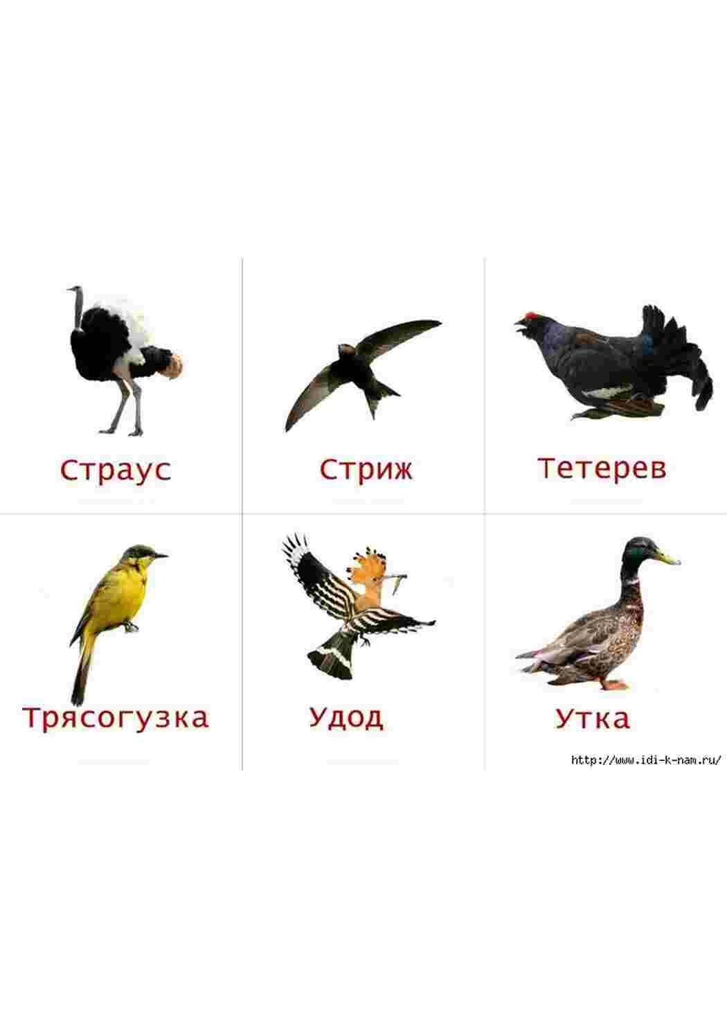 Раскраска карточка диких птиц 