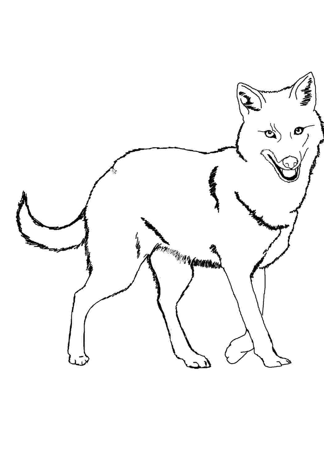 Раскраска Волк