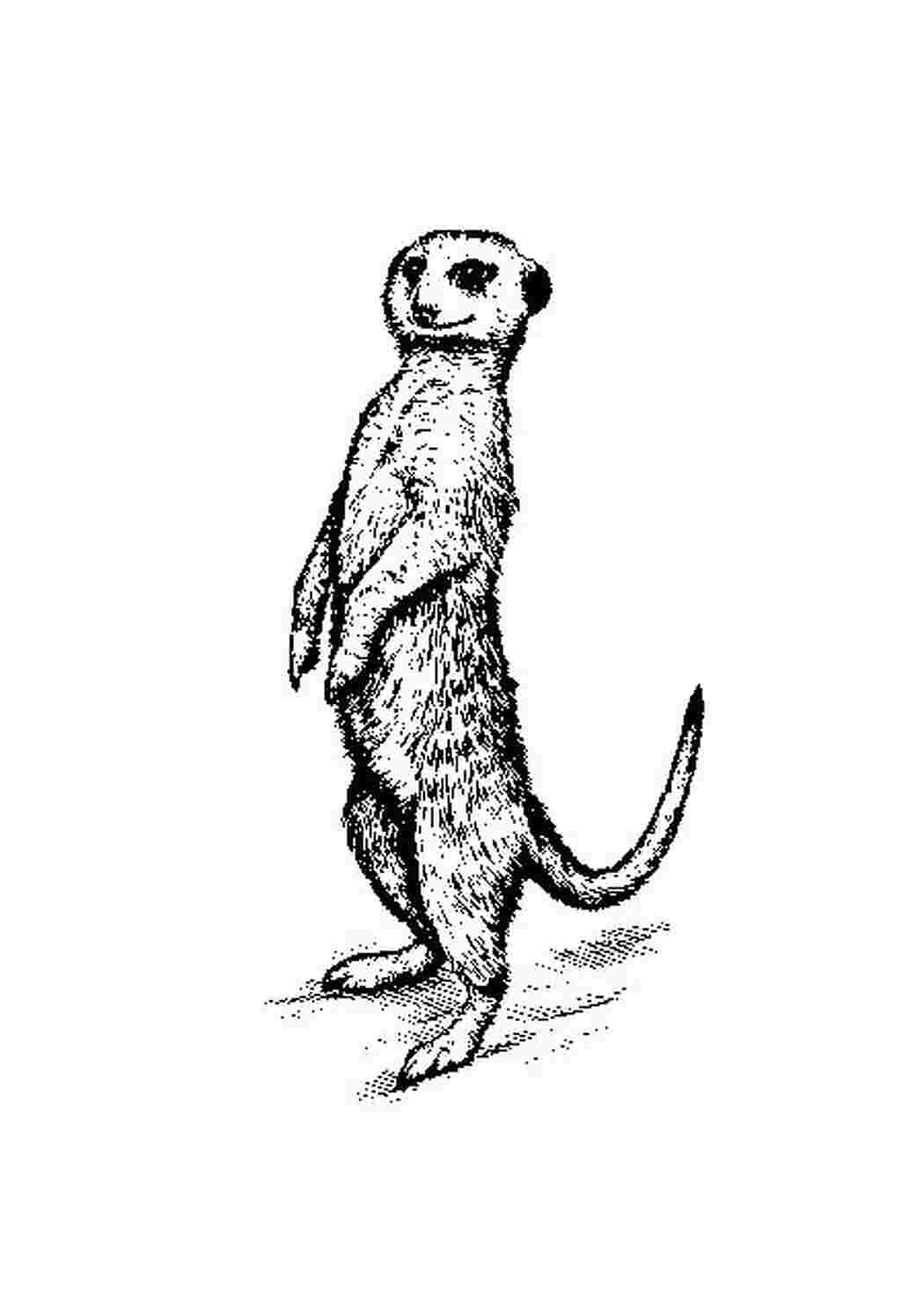 Раскраска Сурикаты стоят на задних лапках