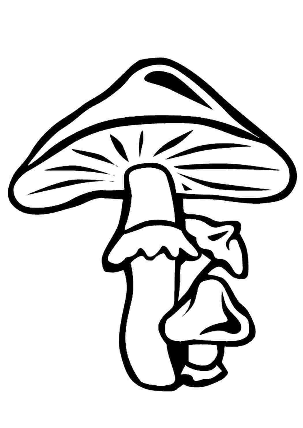 Раскраска гриб