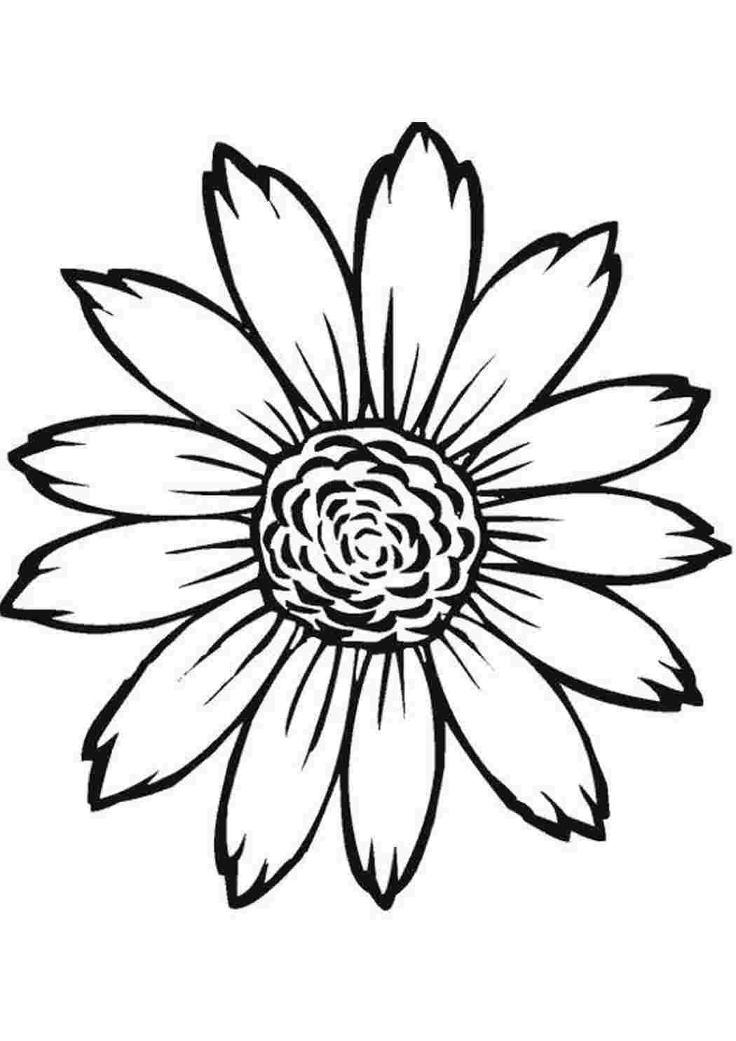 Раскраска Цветочек