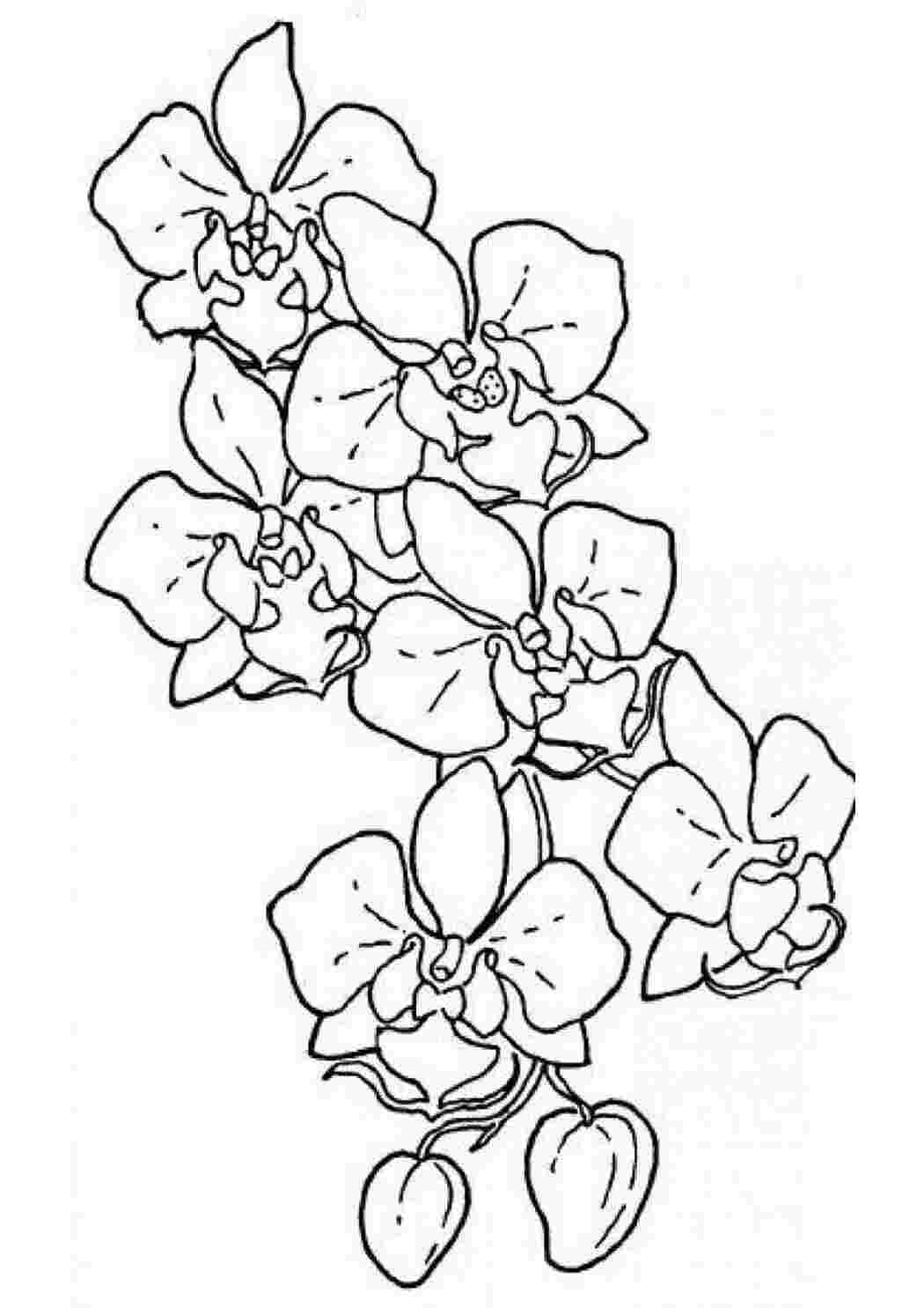 Раскраска Орхидеи