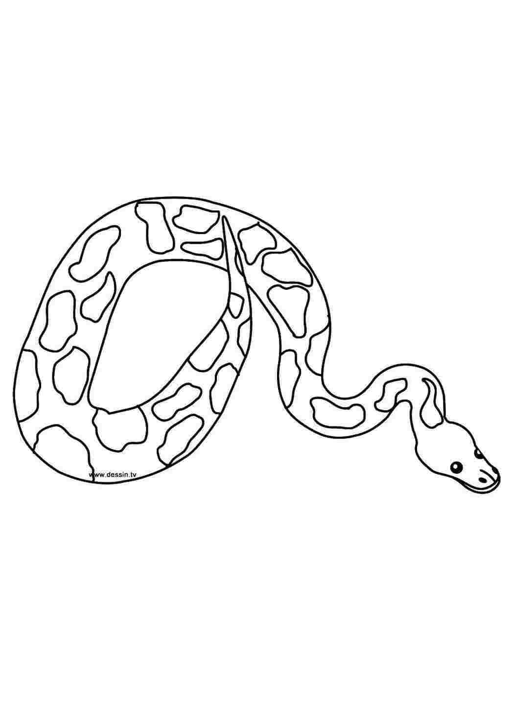 Раскраска Змея