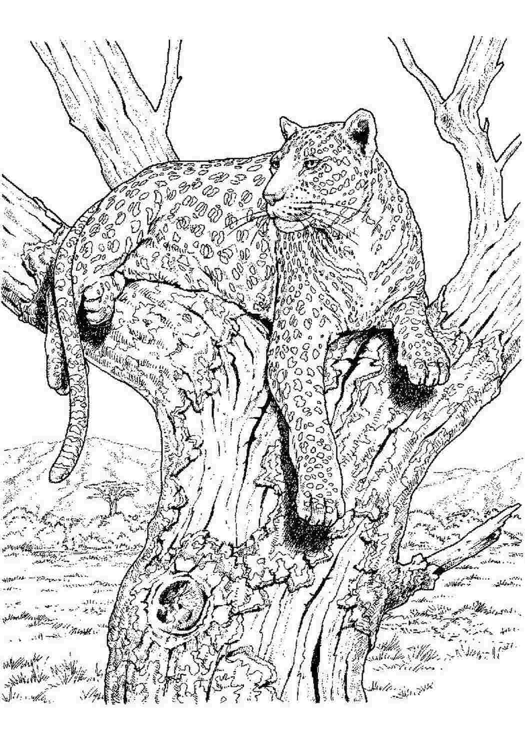 Раскраска Леопард на дереве