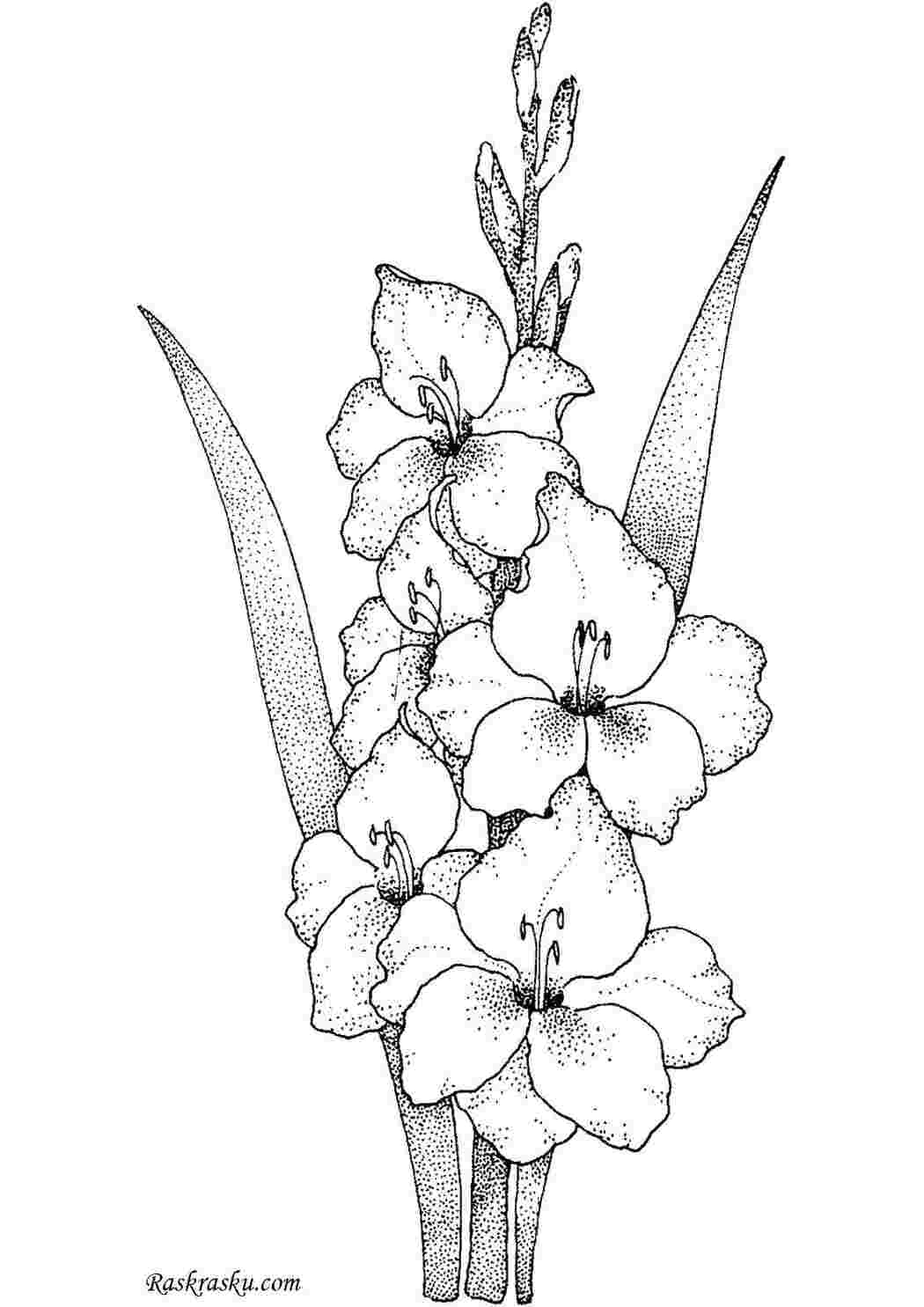 Раскраски цветы гладиолусы
