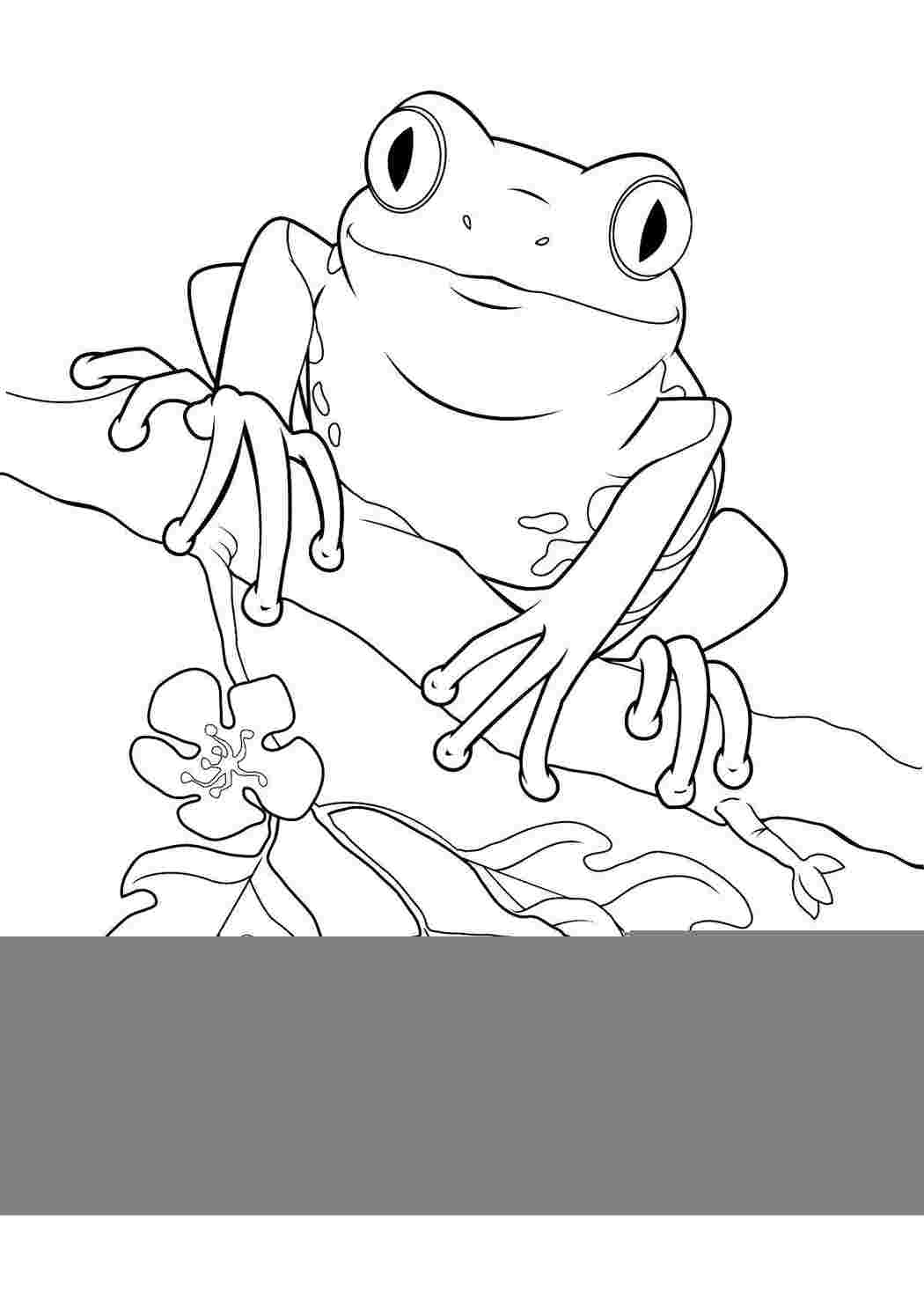 Раскраска Лягушка