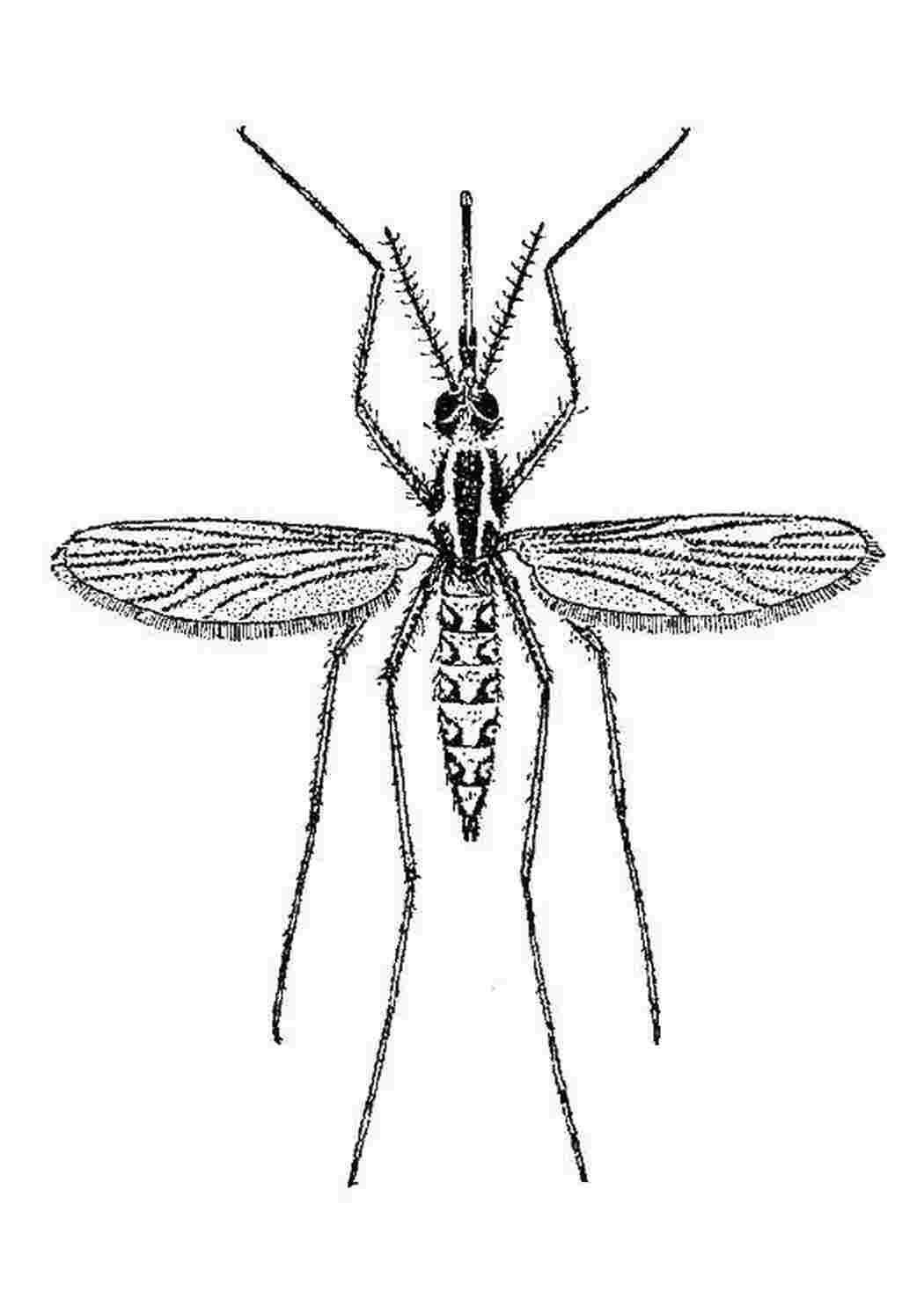 Тип симметрии комара. Раскраска насекомые комар. Комар раскраска. Комар эскиз. Комар вид сверху.