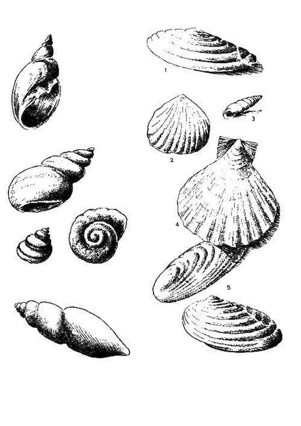 Раскраска Ракушки