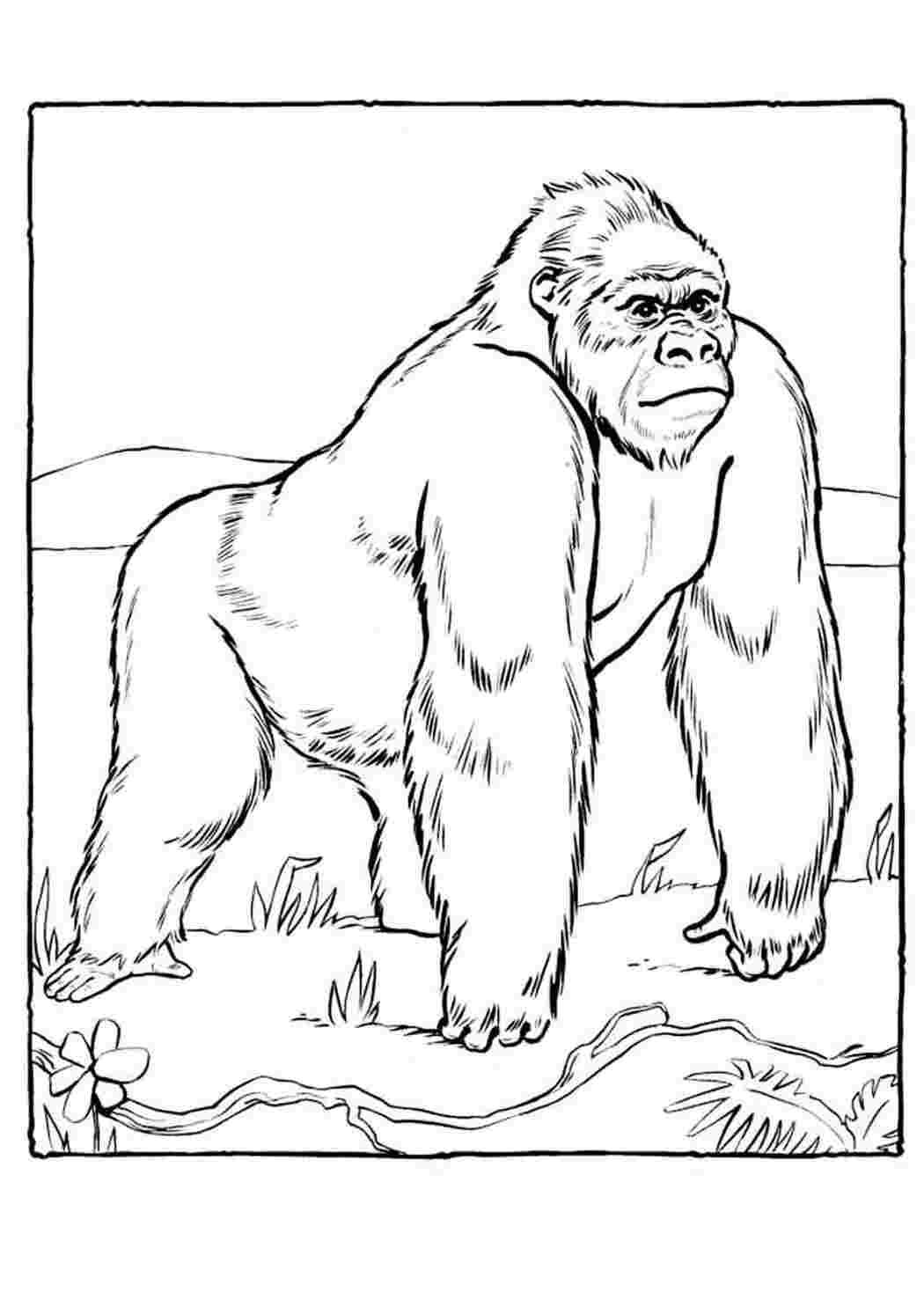 Раскраска Скачать или распечатать раскраску, орангутанг