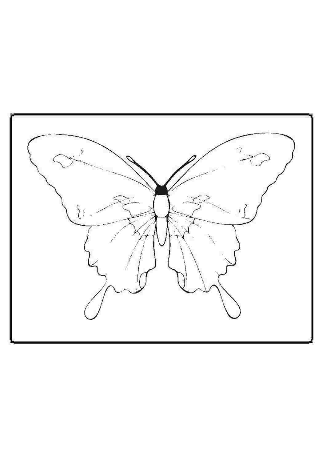 Раскраска Бабочка