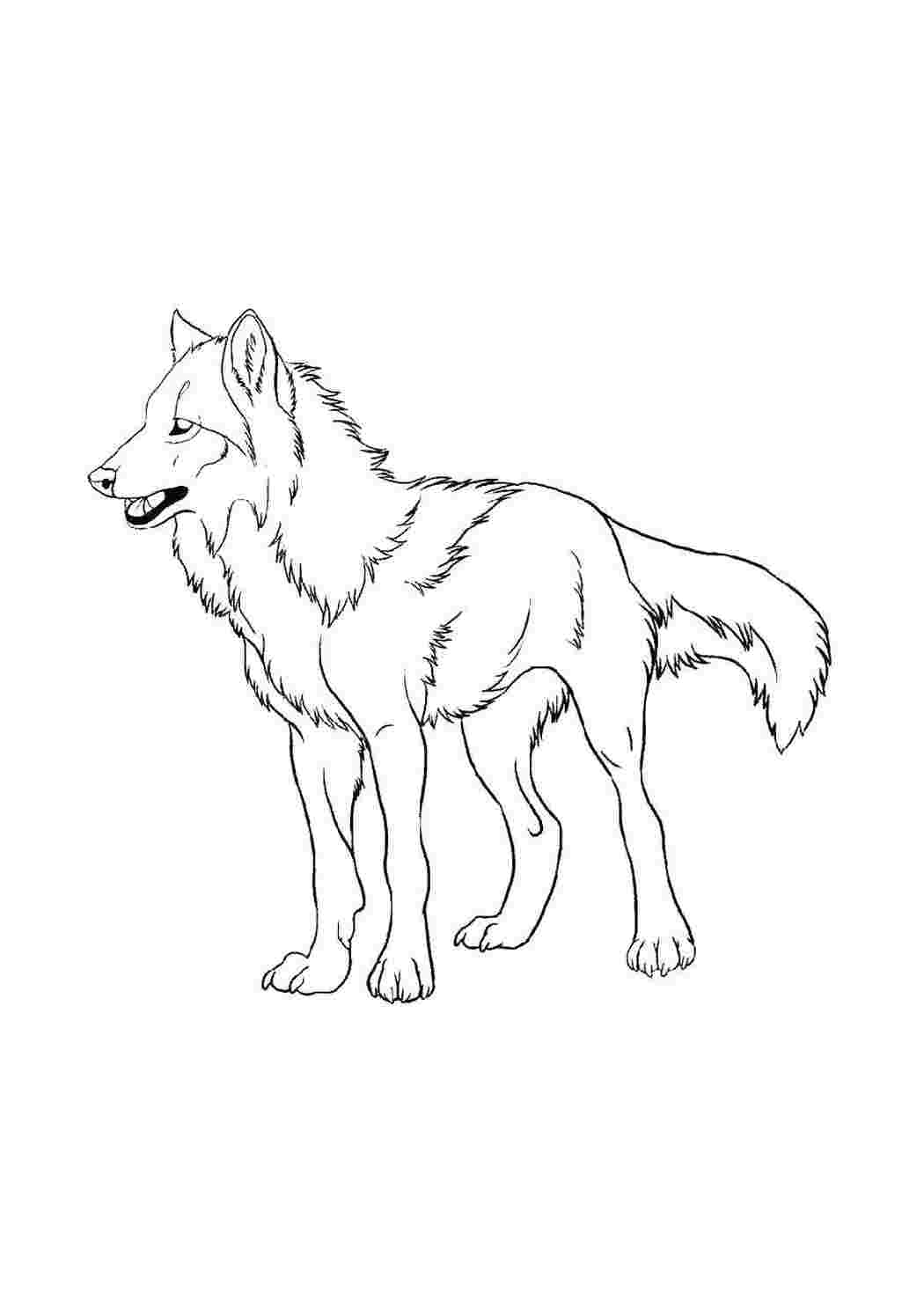 Раскраска Волк