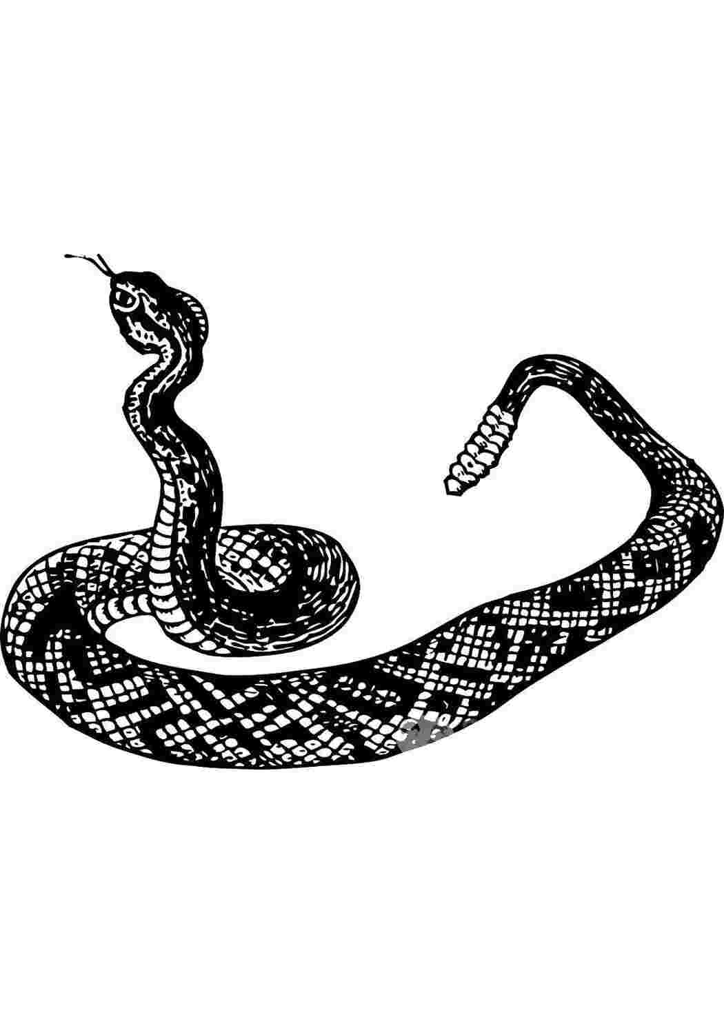Раскраска Змея