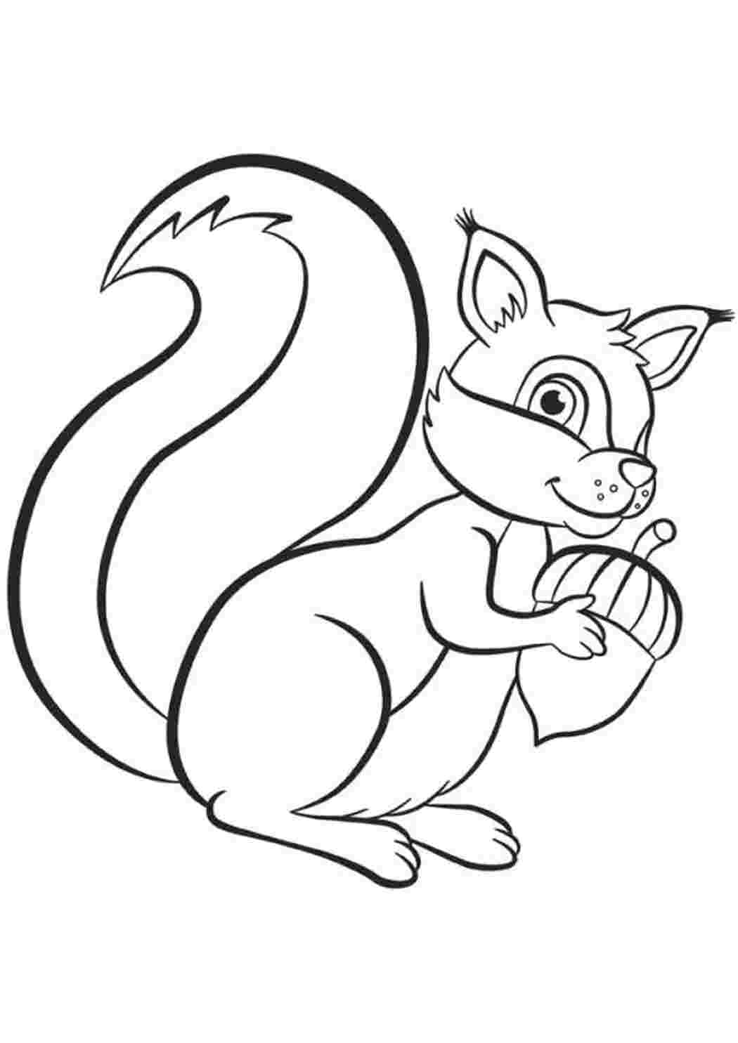 Раскраска Белочка