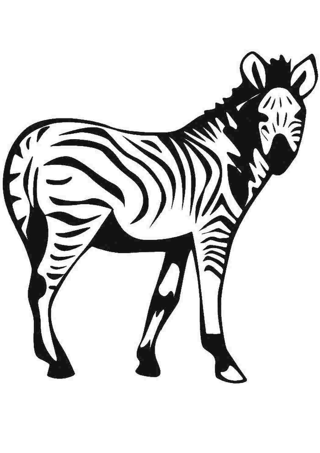 Раскраска Зебра