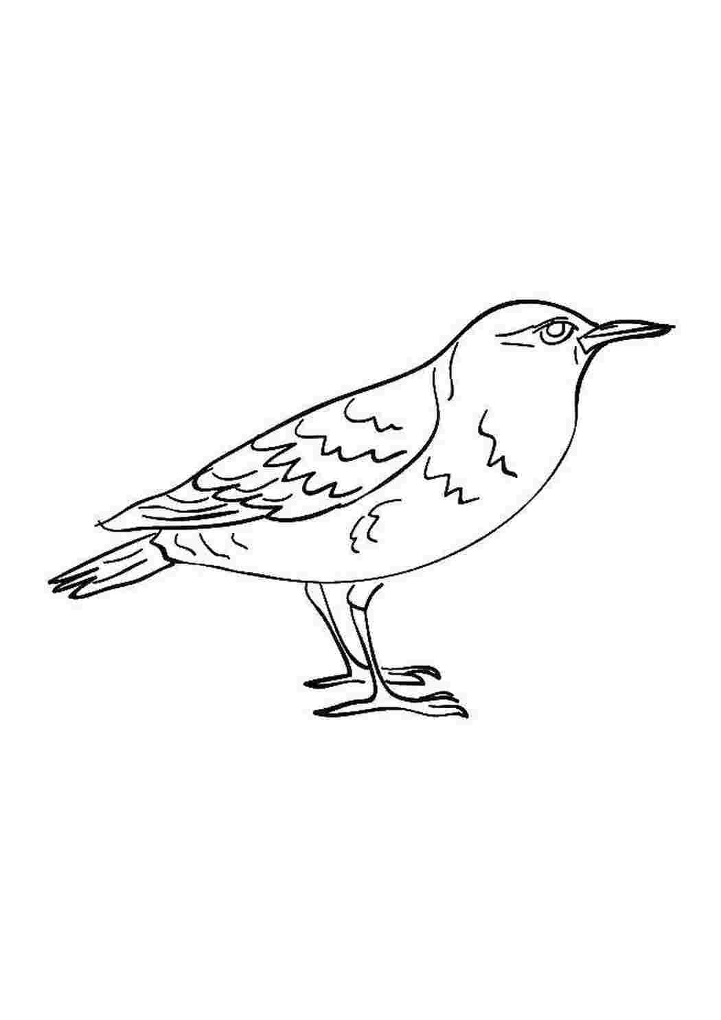 Раскраска Птица
