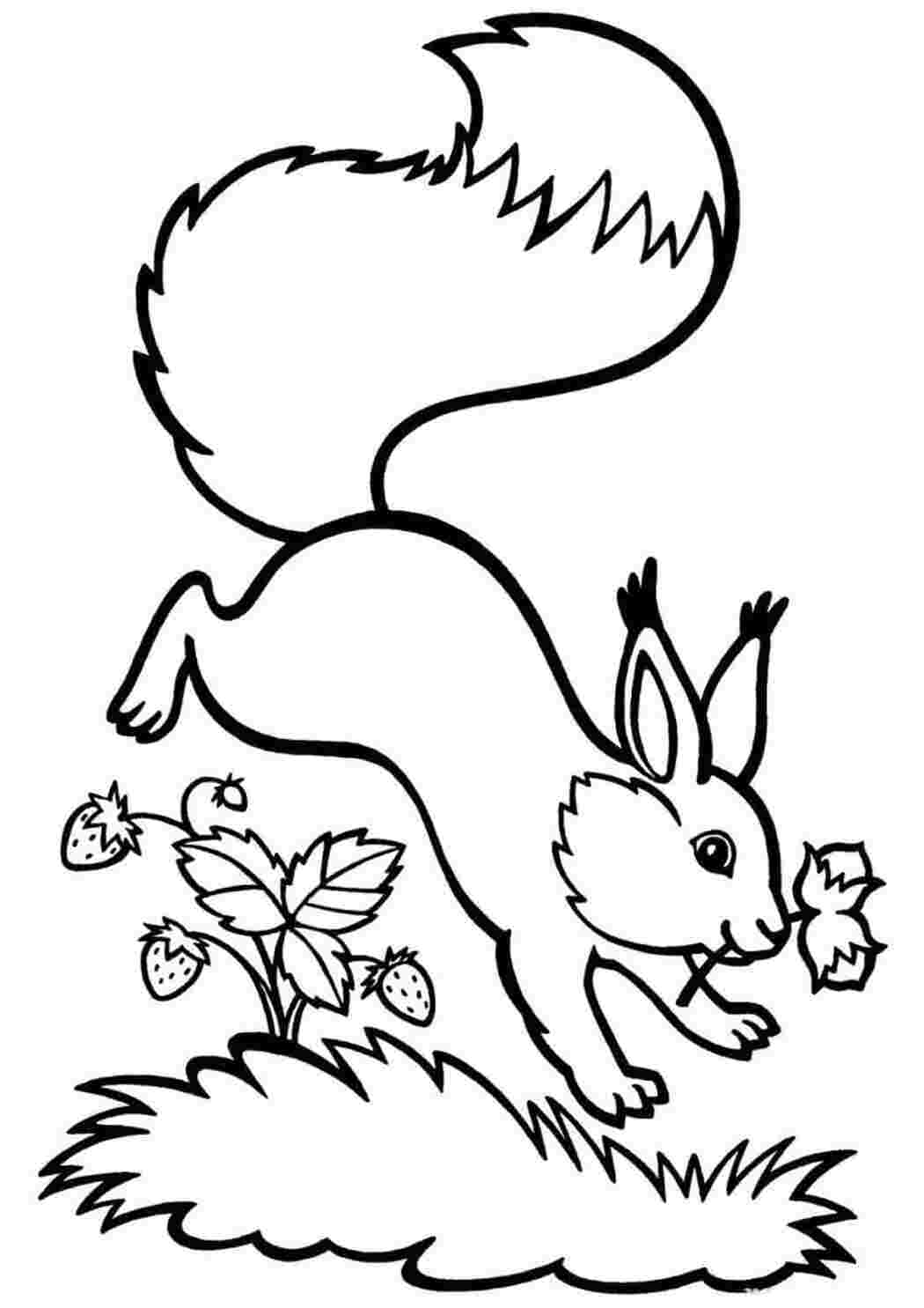 Раскраска Белка