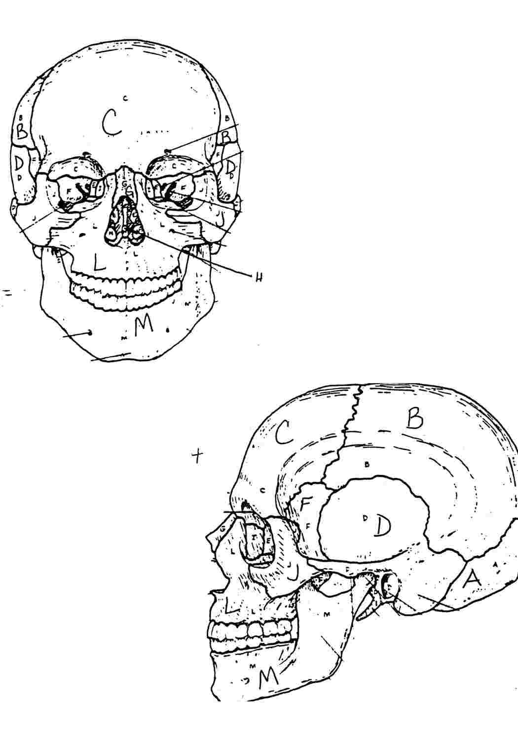 Раскраска Череп