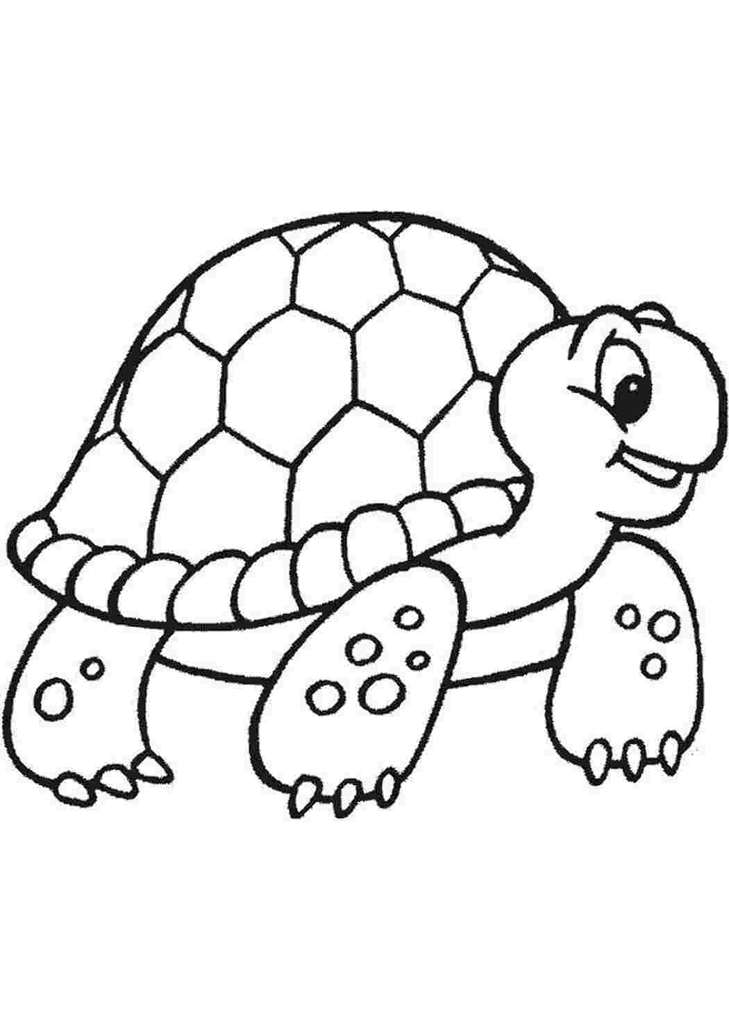 Раскраска черепаха