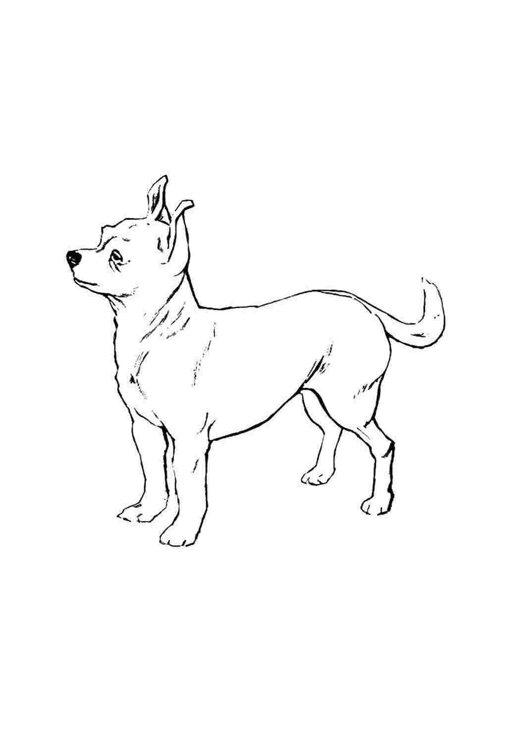 Чихуахуа собака рисунок (50 фото)