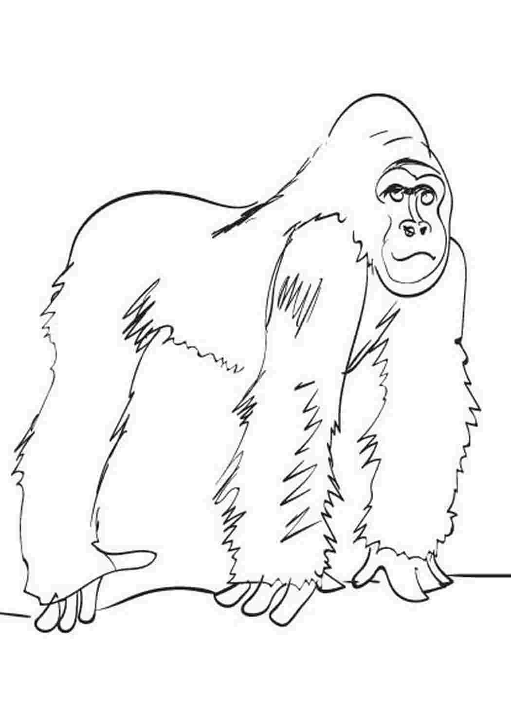 Раскраски мифическая горилла