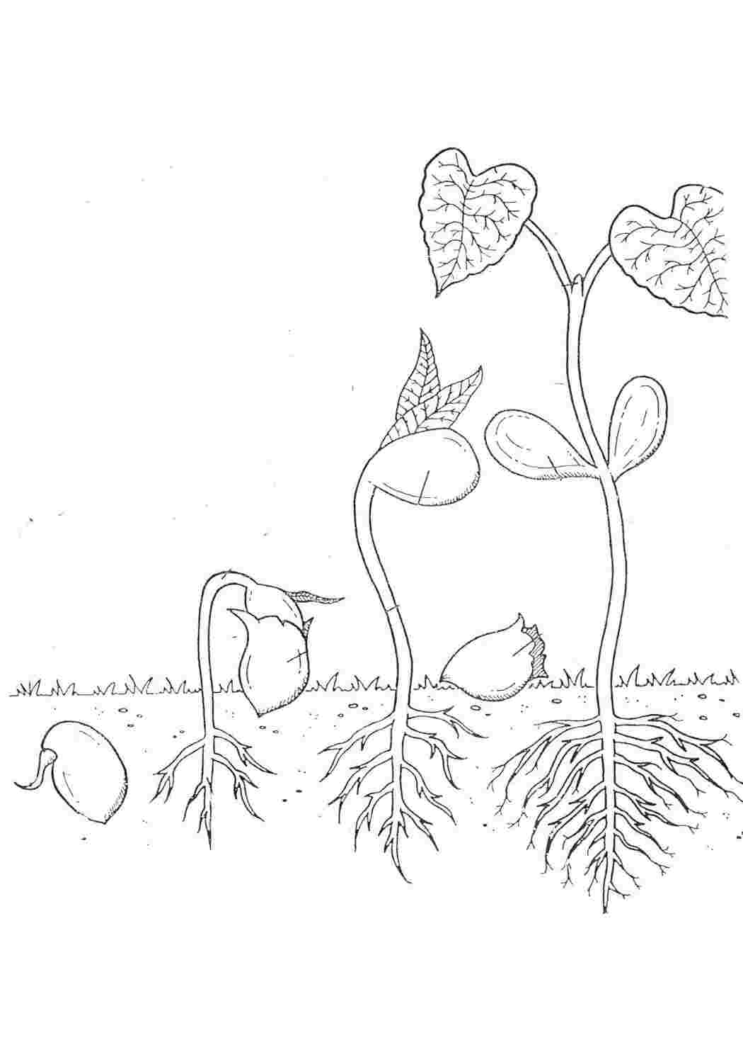Раскраска Цикл роста цветка