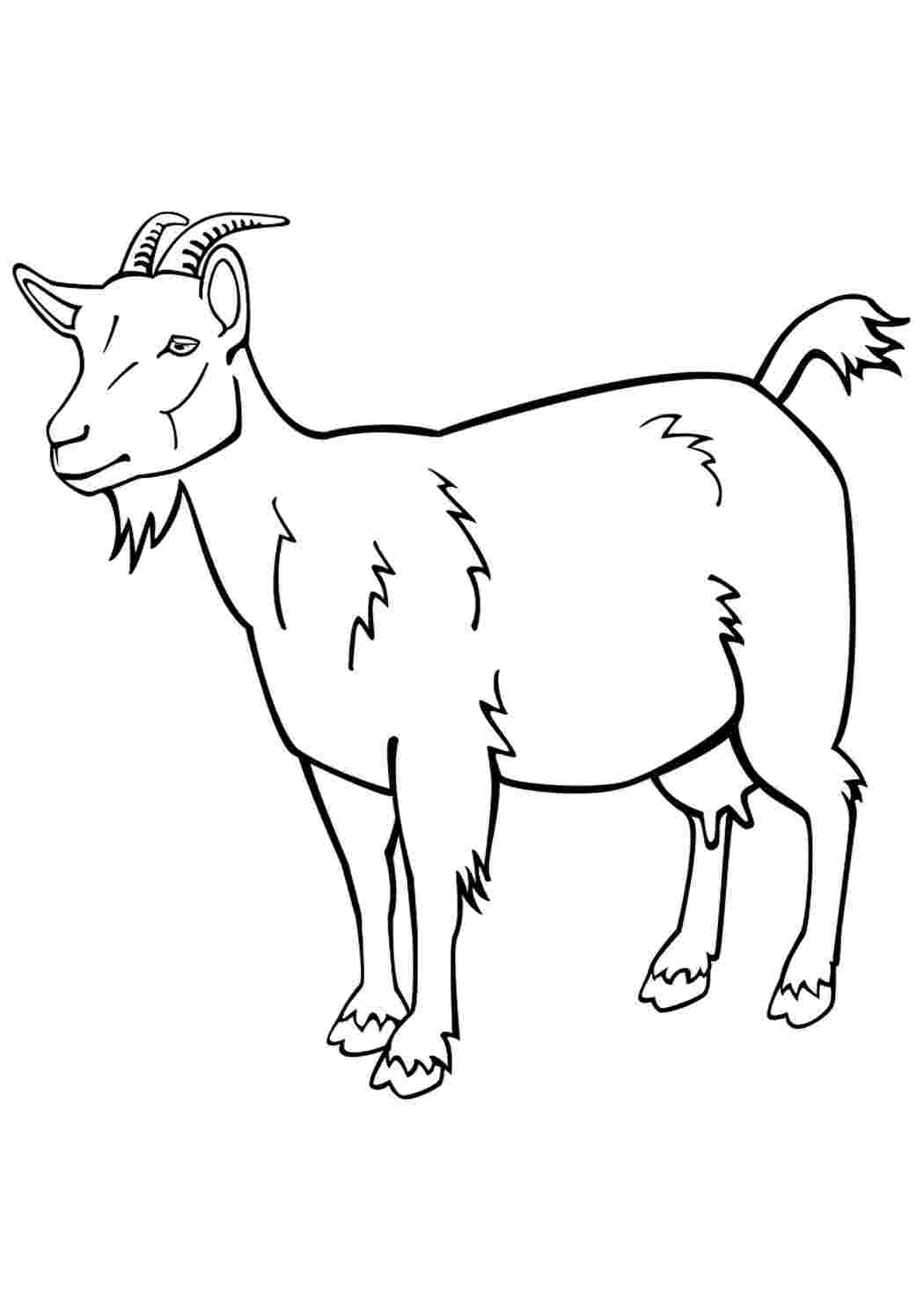Рисунок козы для раскрашивания