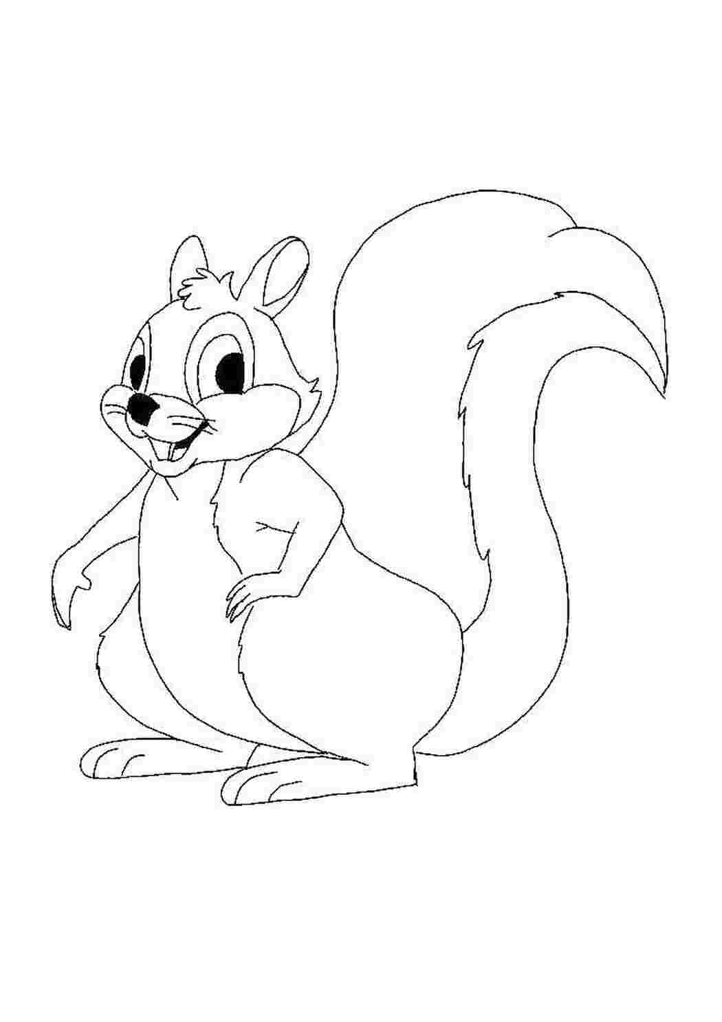 Раскраска Белочка