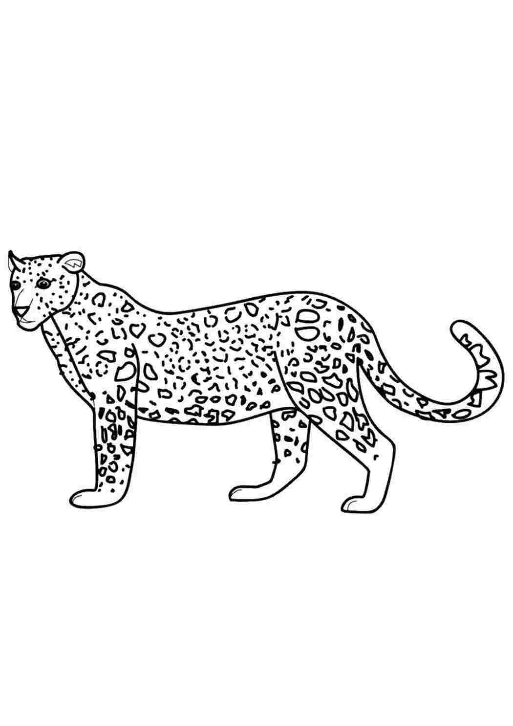 Раскраска Леопард