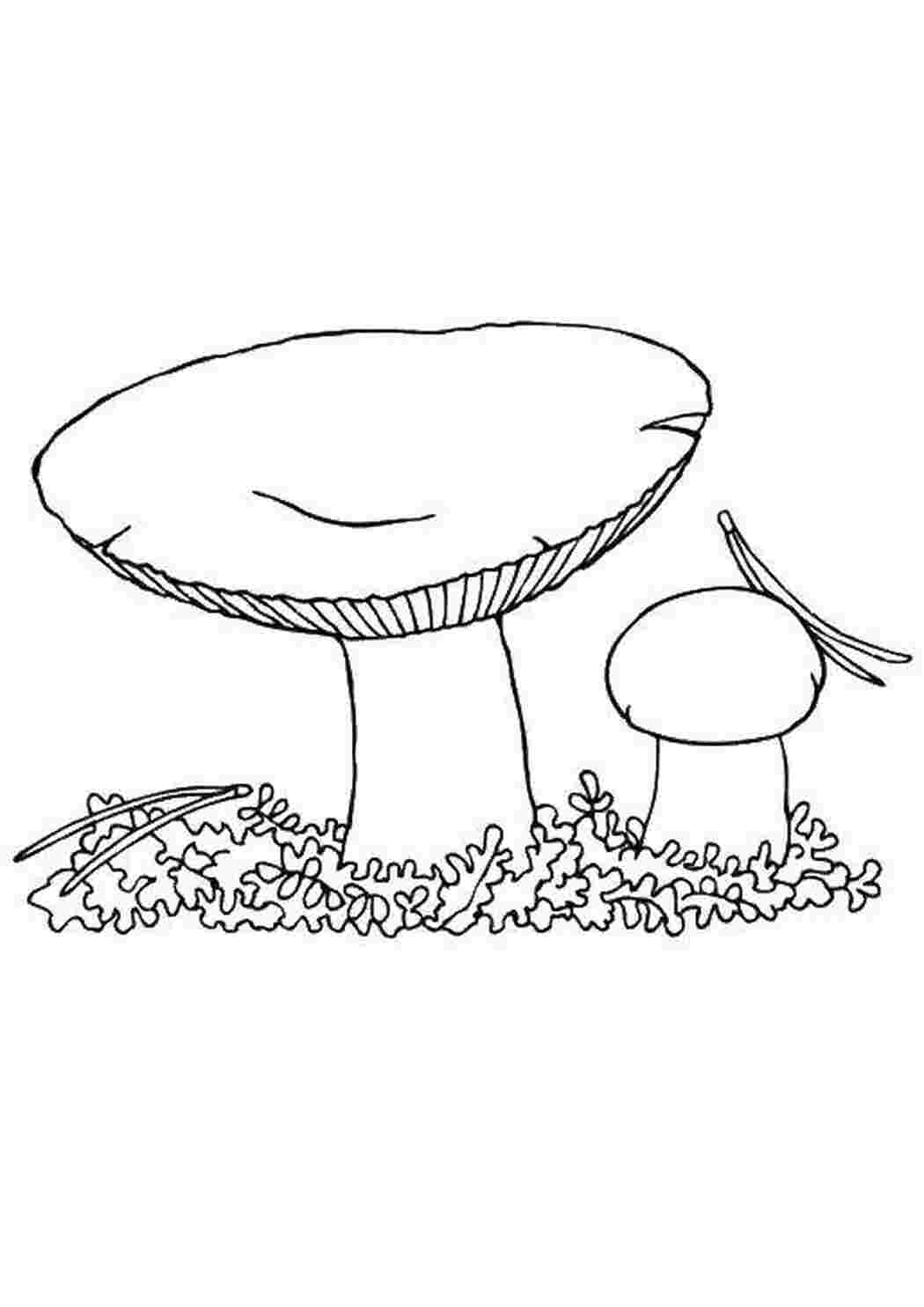 Раскраска Грибы