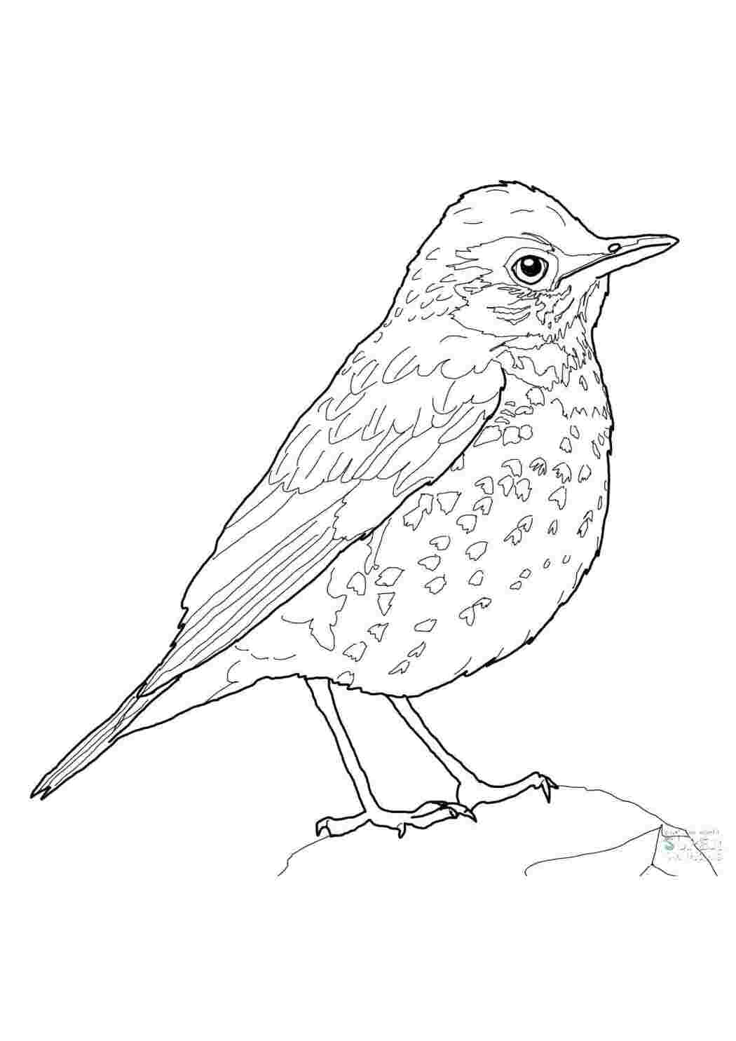 Раскраска Птица