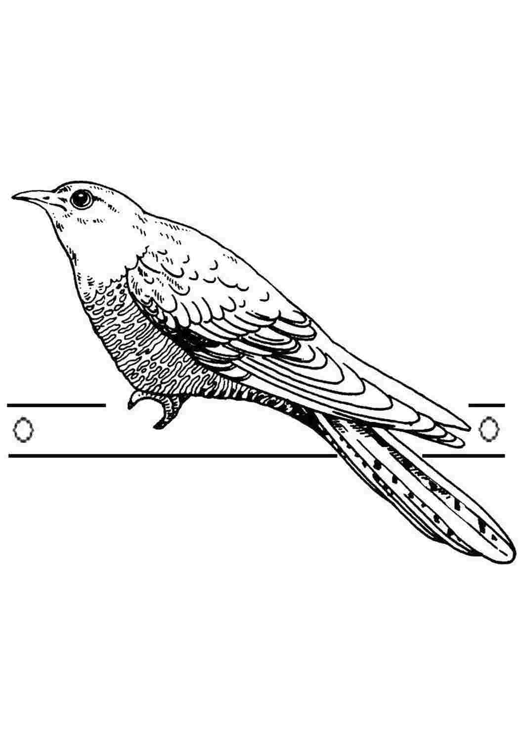 Раскраска Птицы