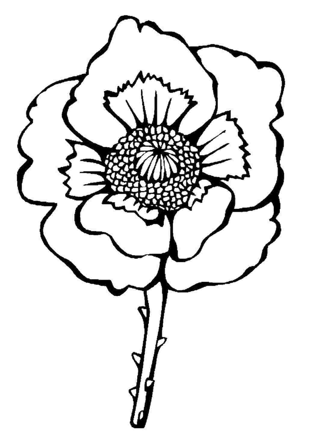 Раскраска Бутон мака, цветок