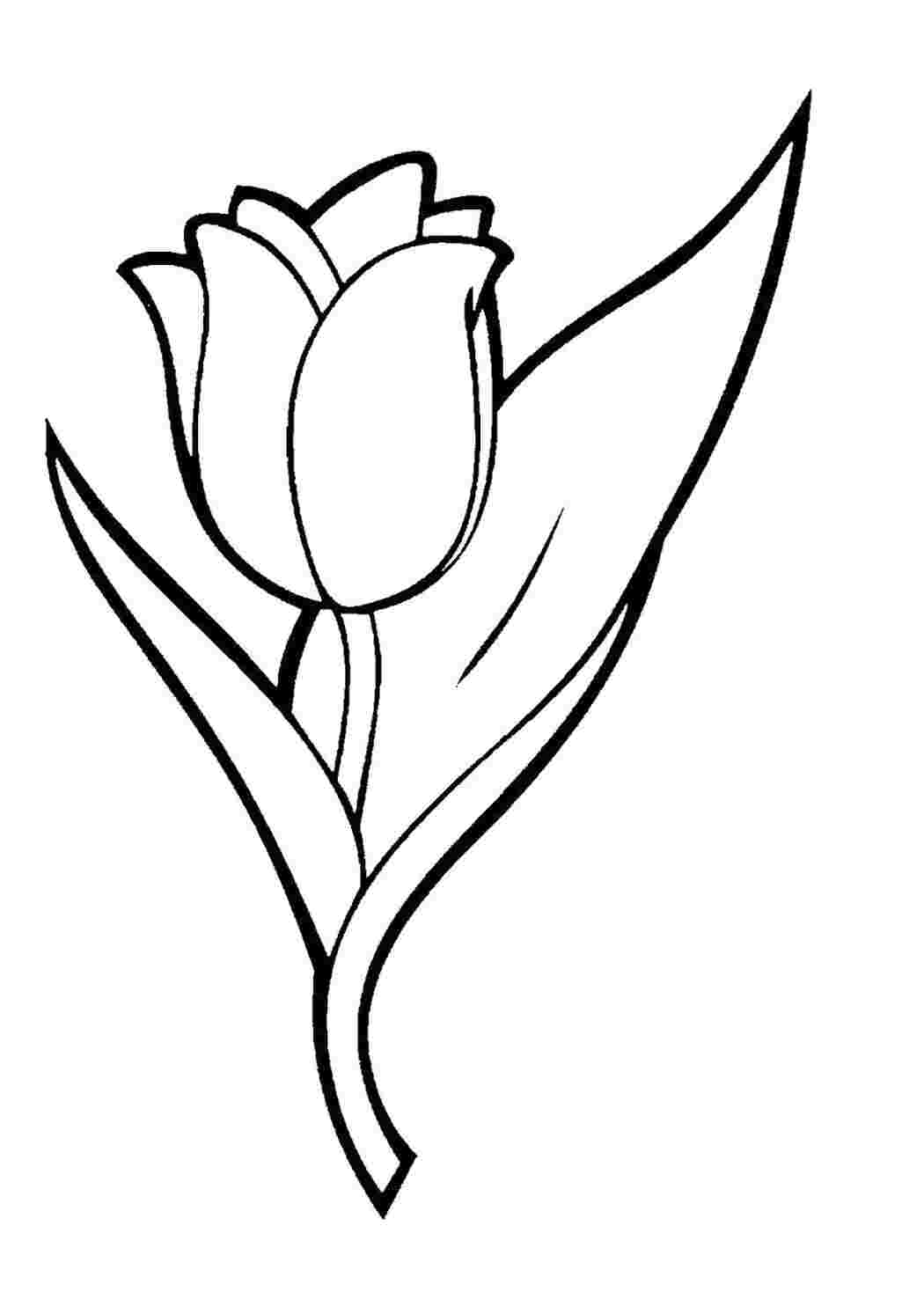 Раскраска Красивый тюльпан