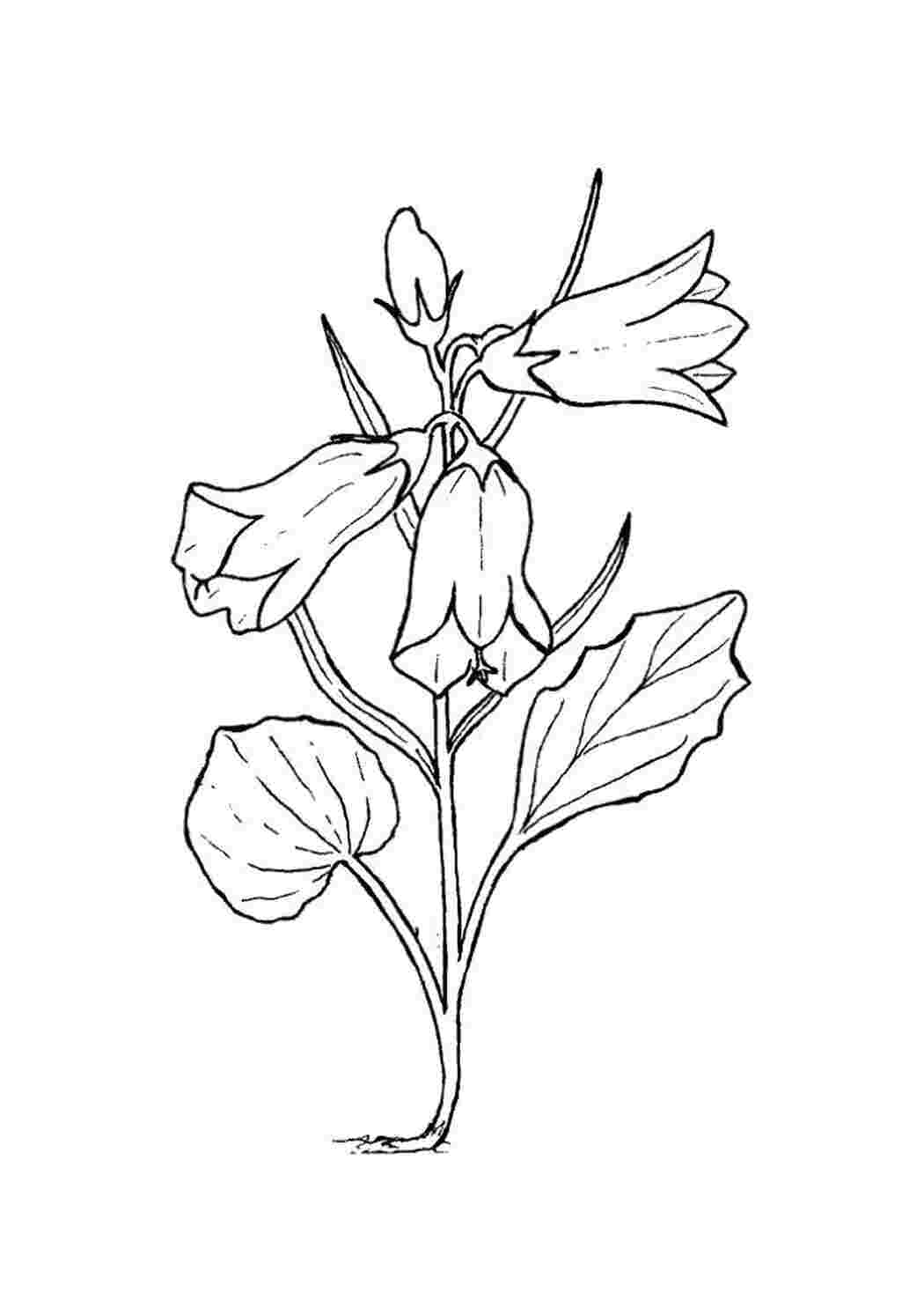 Раскраска Цветок колокольчика