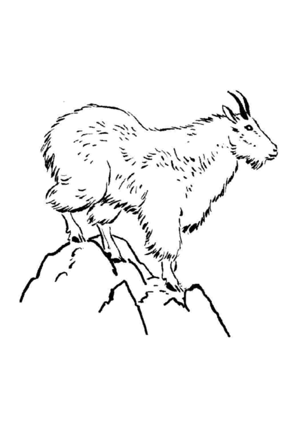 Разукраска горный козёл