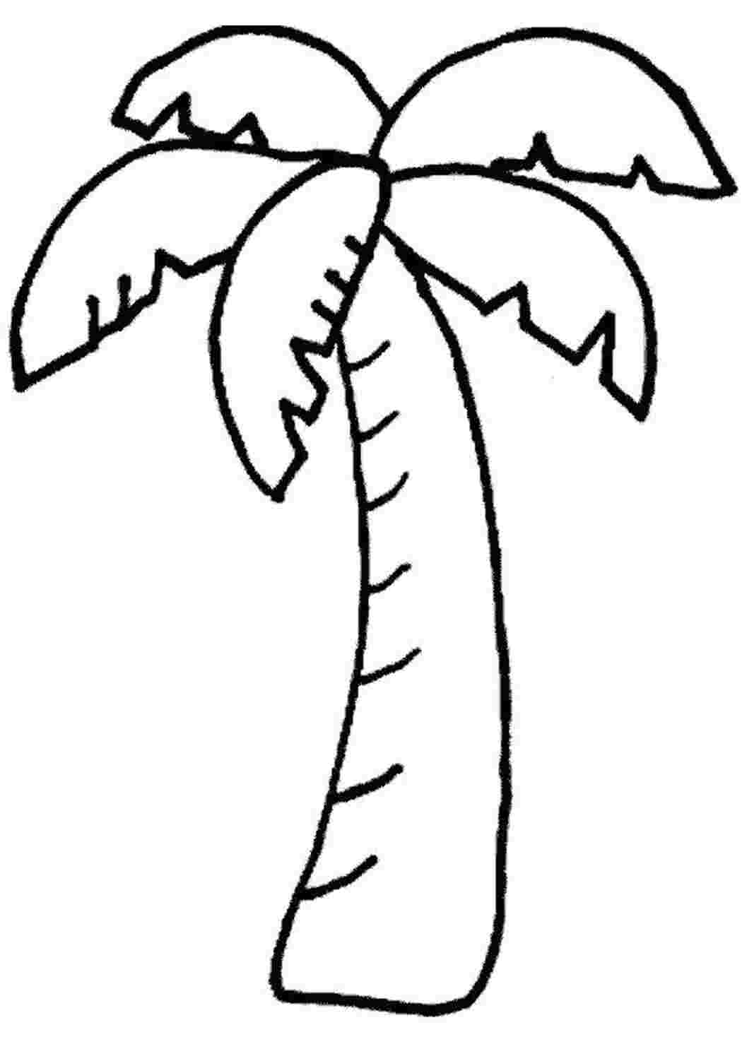 Раскраска пальма растет